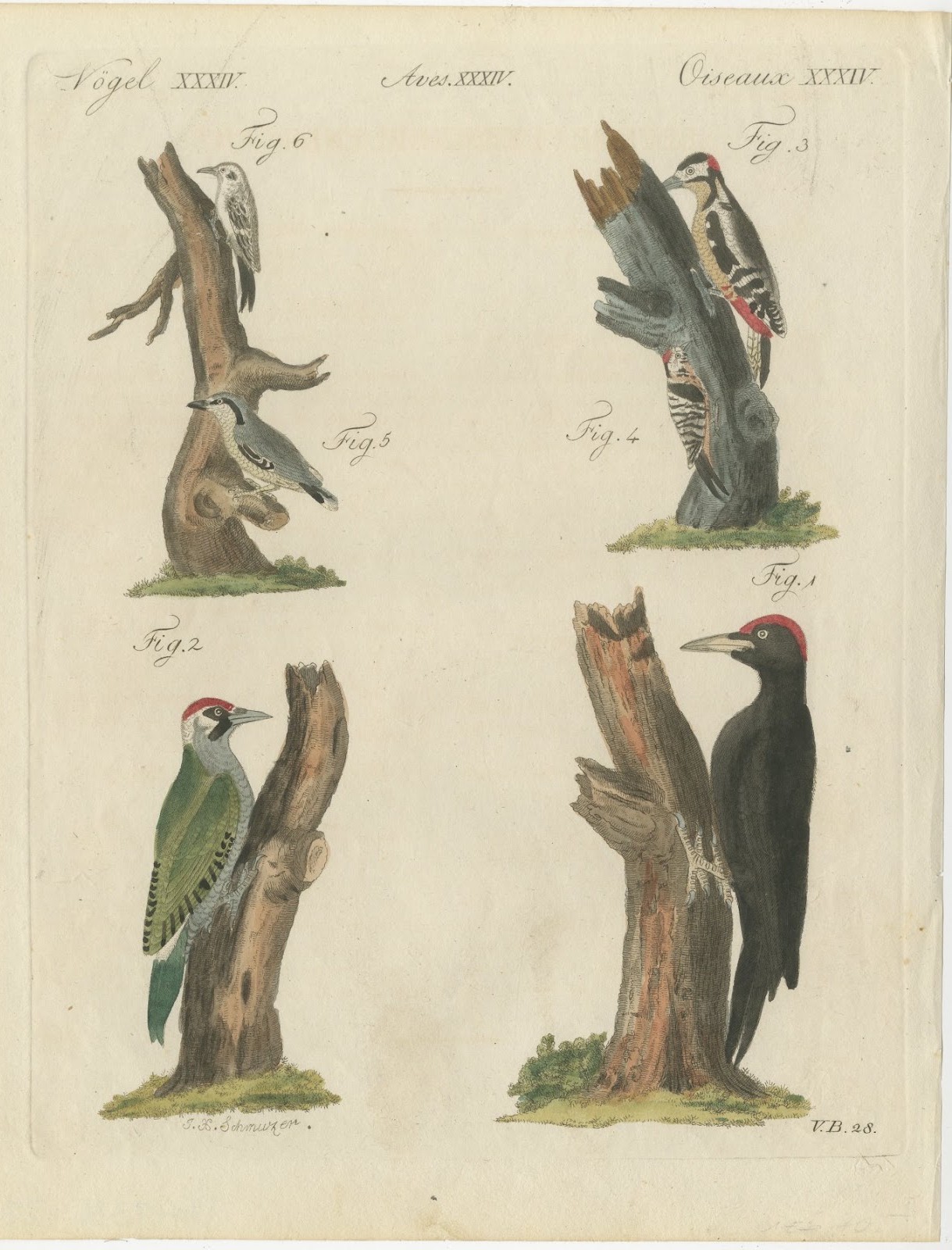 Black and Green Woodpeckers with Nuthatch, Antique Bertuch Print, circa 1805