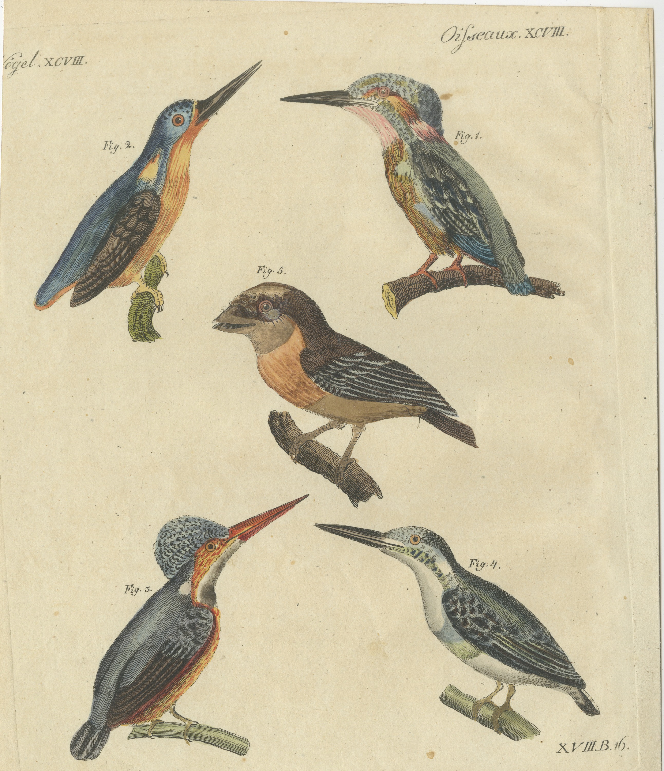 Four Kingfishers on Branches, Antique Bertuch Print, Vienna, circa 1818