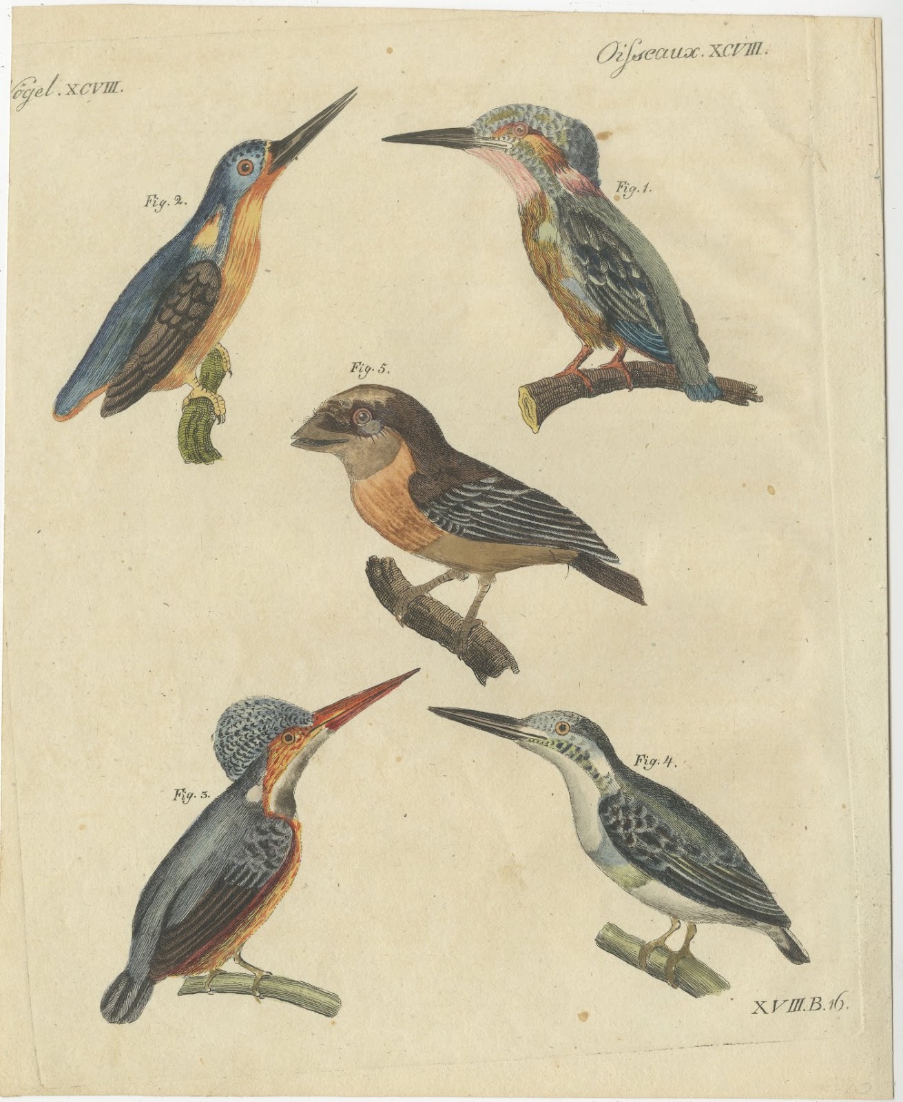 Four Kingfishers on Branches, Antique Bertuch Print, Vienna, circa 1818