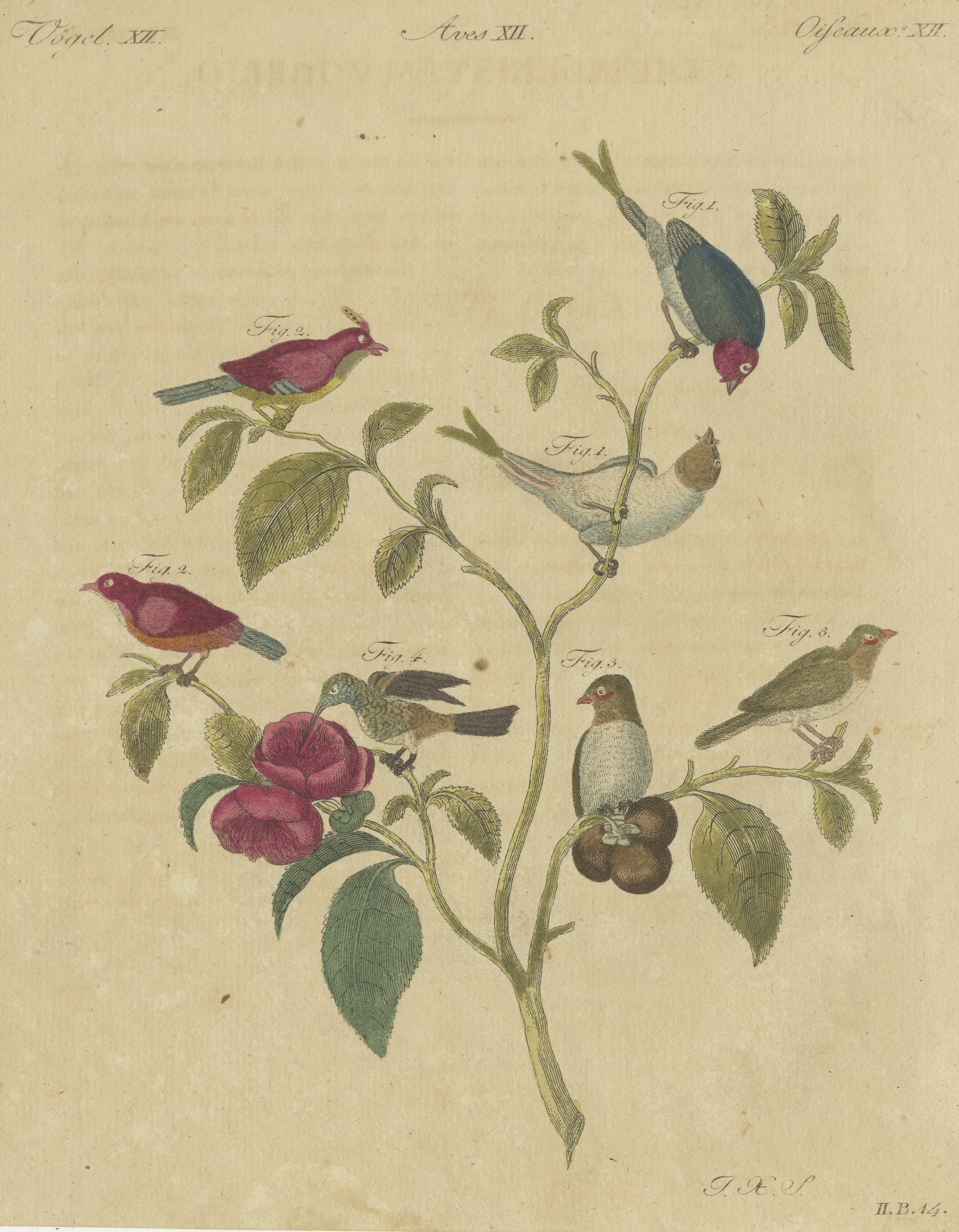 Exotic Finches and Hummingbird, Antique Bertuch Print, Vienna, circa 1805