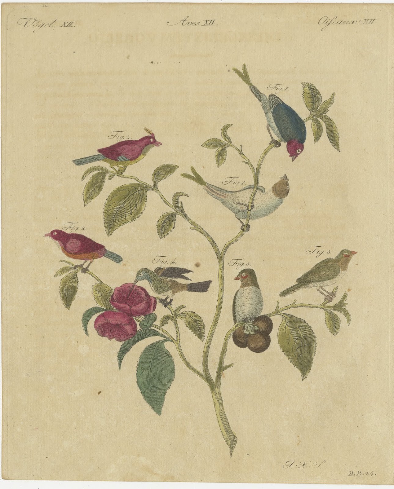 Exotic Finches and Hummingbird, Antique Bertuch Print, Vienna, circa 1805