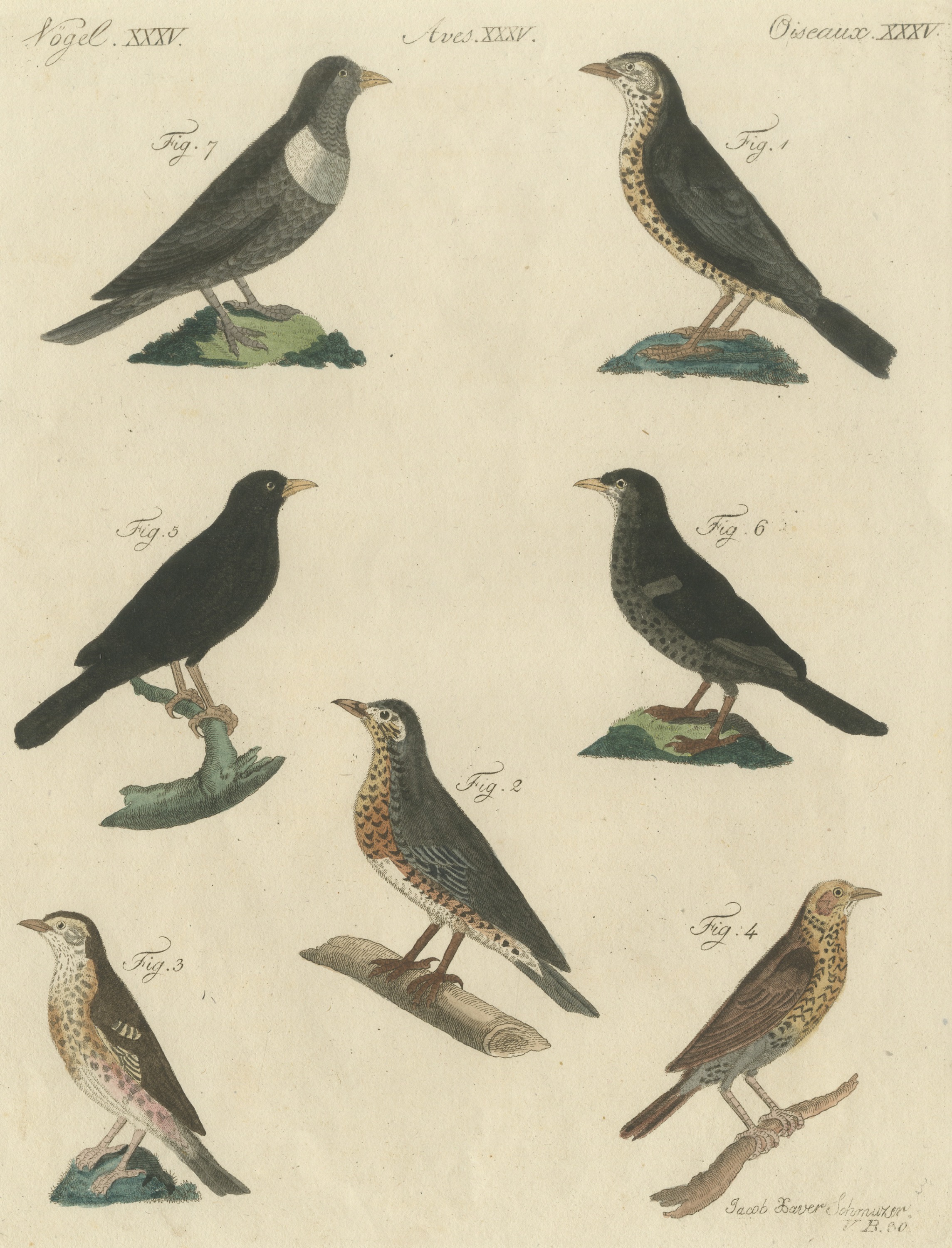 Thrushes, Blackbird and Ring Ouzel, Antique Bertuch Print, Vienna, circa 1805