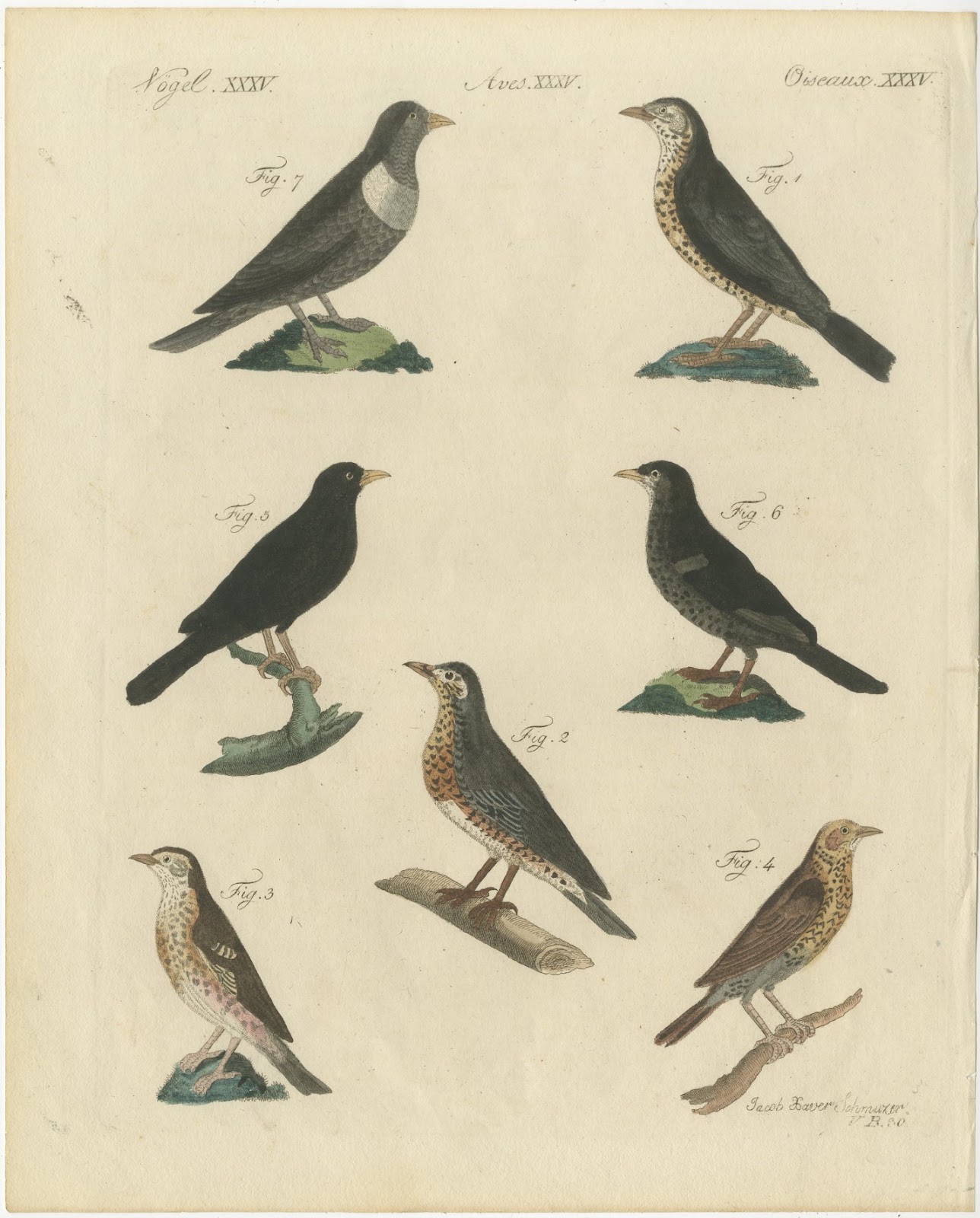 Thrushes, Blackbird and Ring Ouzel, Antique Bertuch Print, Vienna, circa 1805