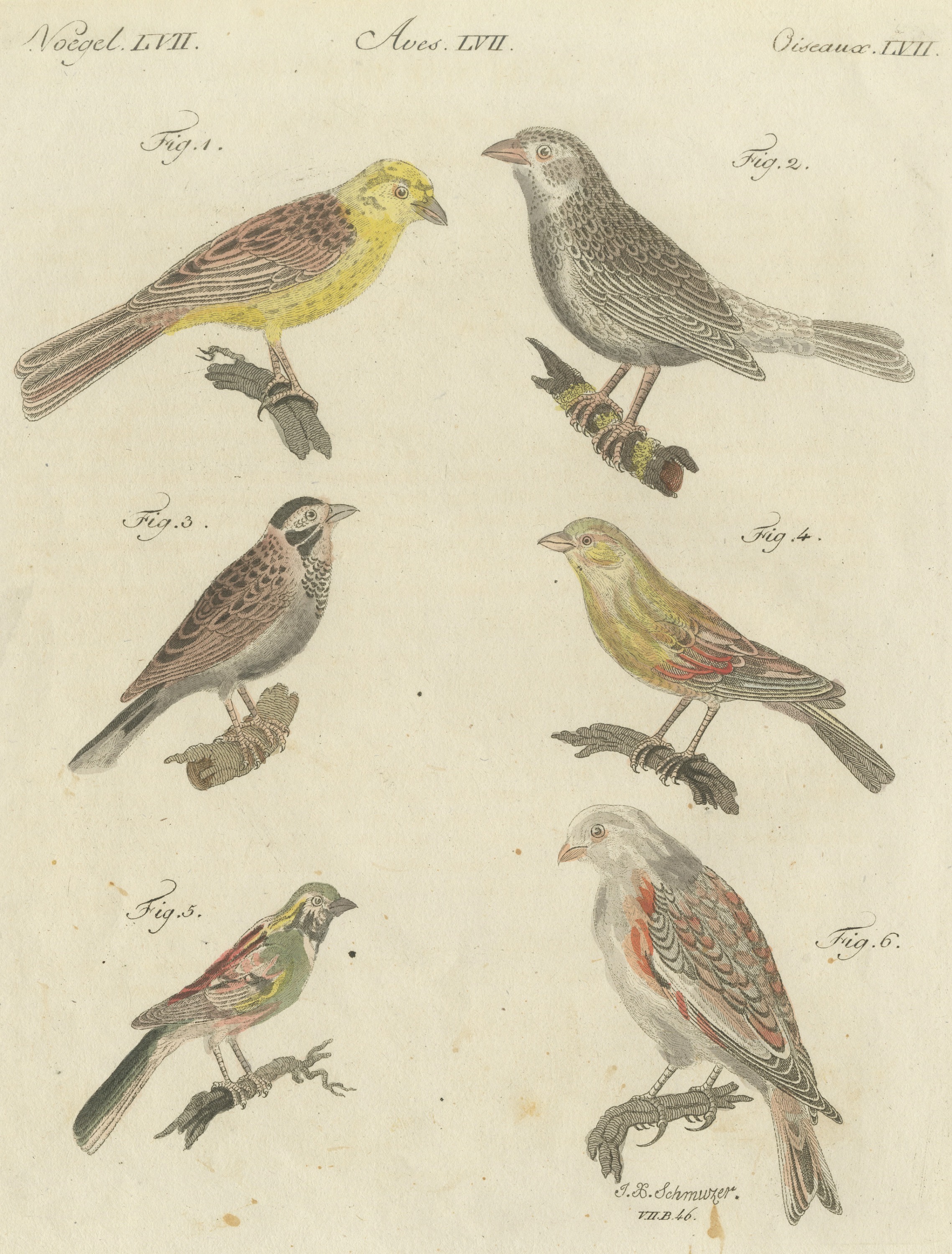 Yellowhammer, Ortolan and Buntings, Antique Bertuch Print, Vienna, circa 1805