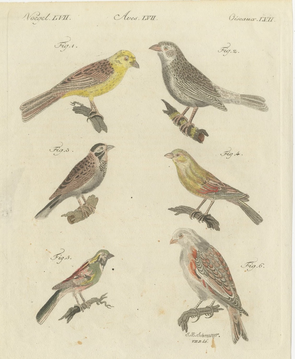 Yellowhammer, Ortolan and Buntings, Antique Bertuch Print, Vienna, circa 1805