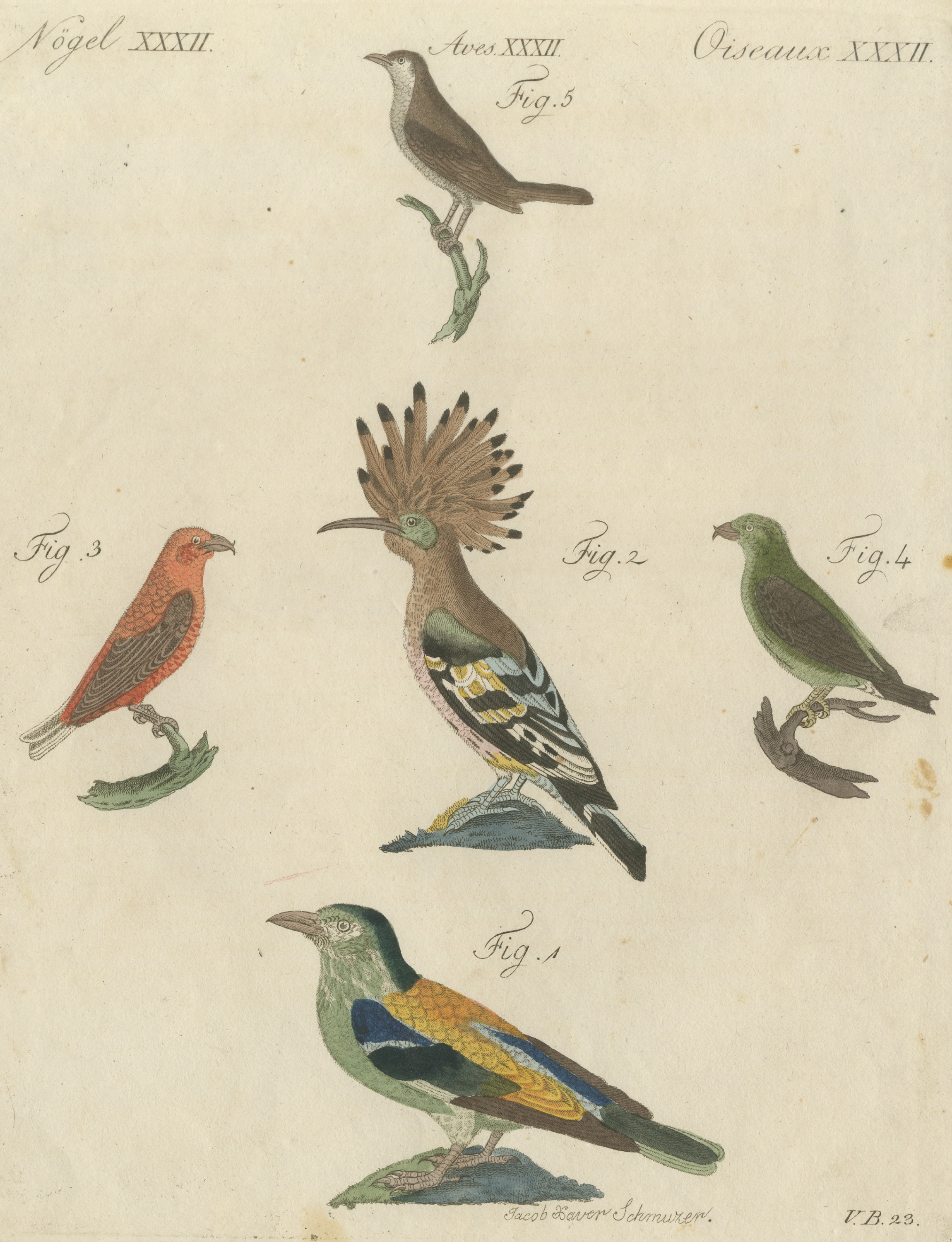 Hoopoe, Roller and Crossbills, Antique Bertuch Print, Vienna, circa 1805