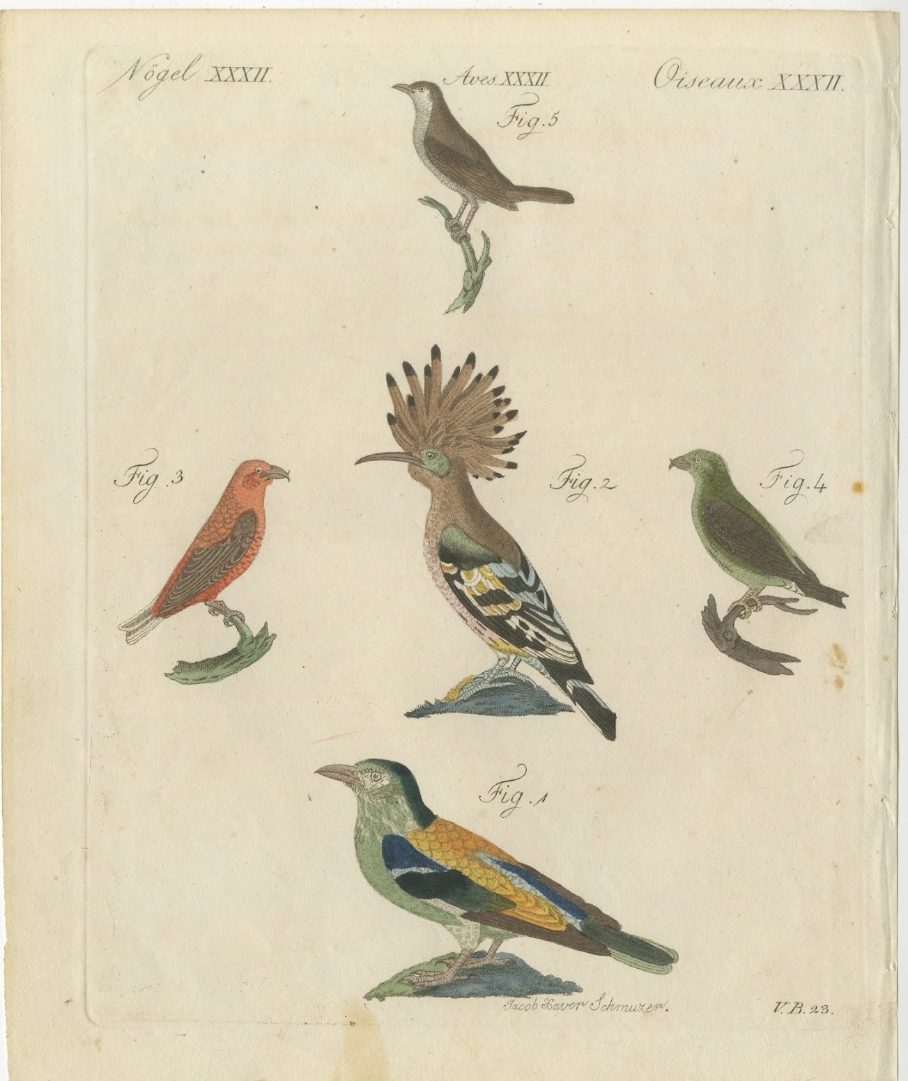 Hoopoe, Roller and Crossbills, Antique Bertuch Print, Vienna, circa 1805