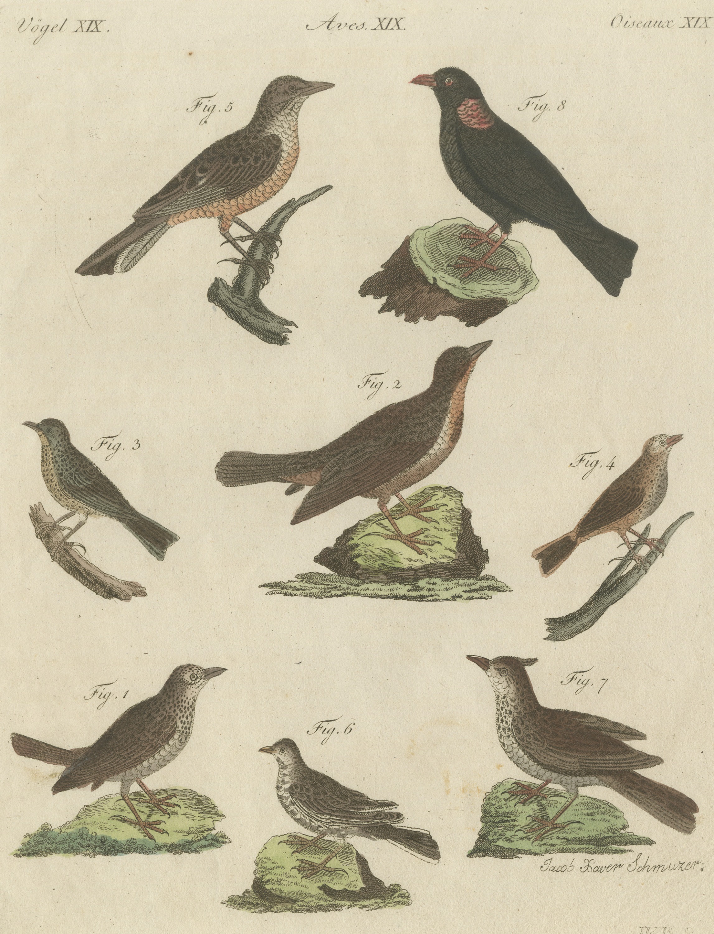 Crested Lark and Other Larks, Antique Bertuch Print, Vienna, circa 1805
