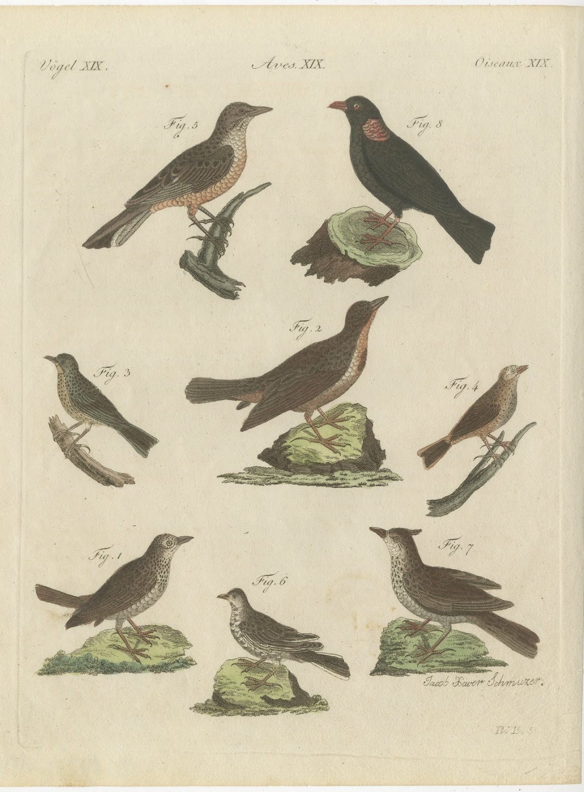 Crested Lark and Other Larks, Antique Bertuch Print, Vienna, circa 1805