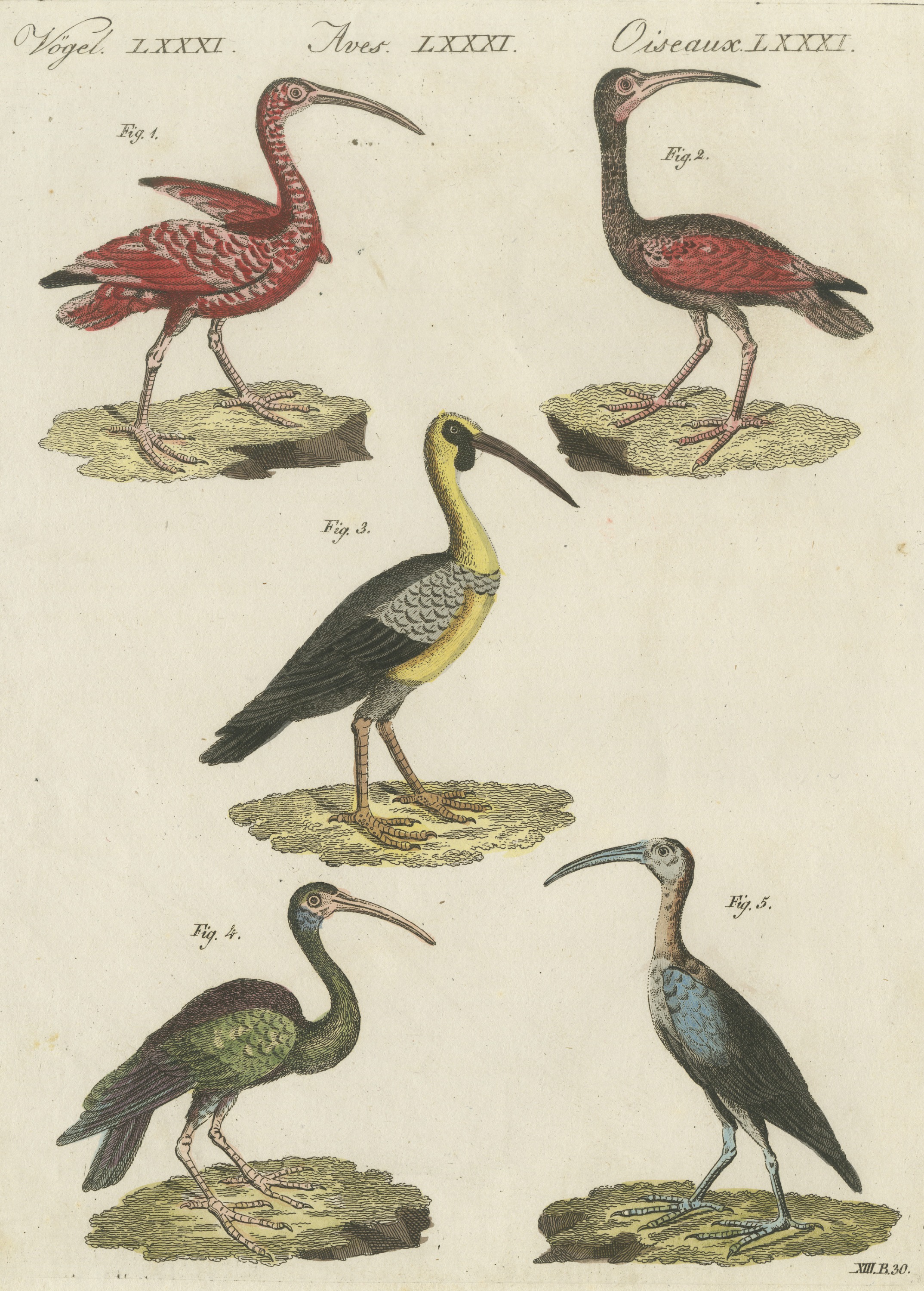 Scarlet Ibis and Other Ibises, Antique Bertuch Print, Vienna, circa 1812