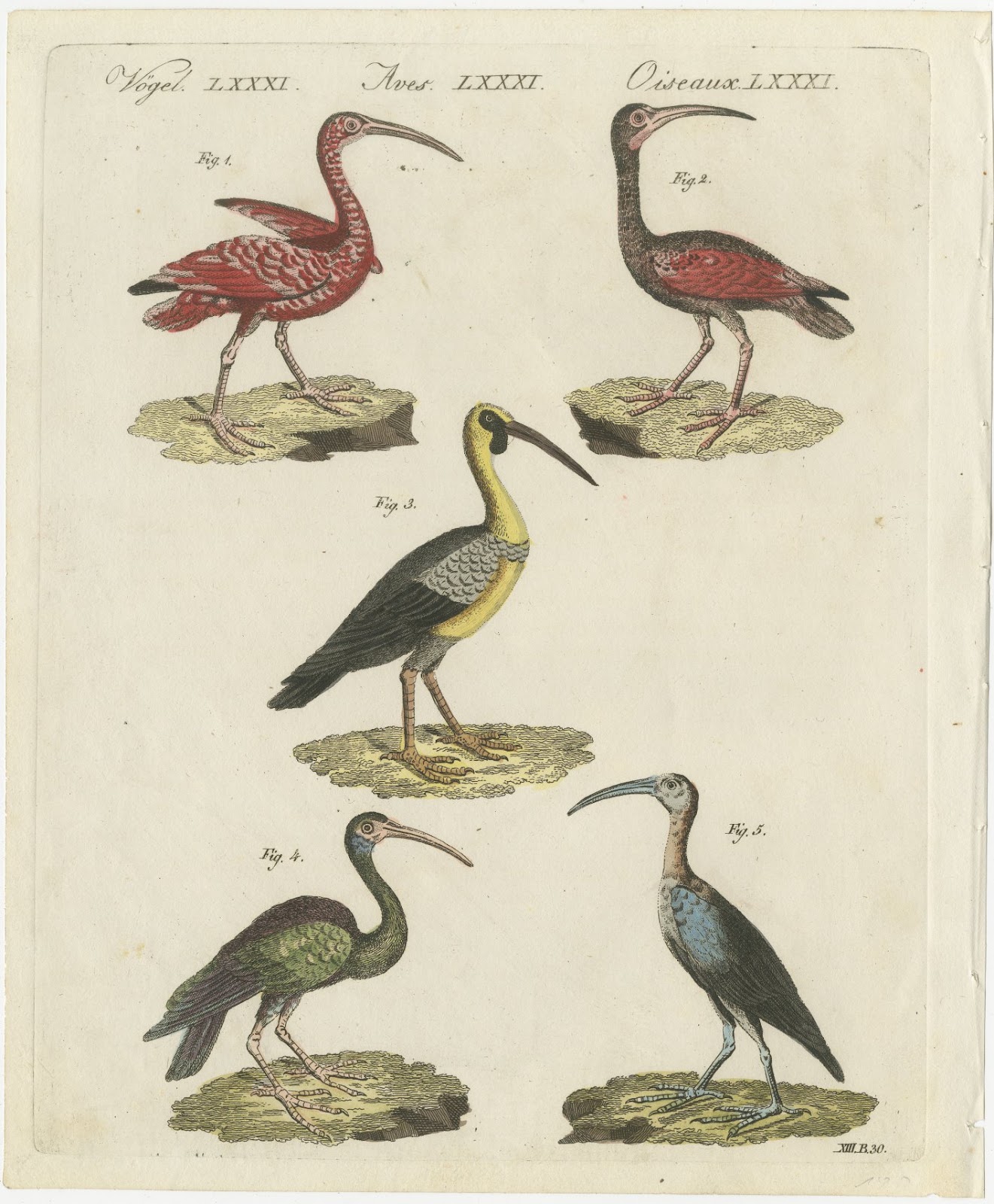 Scarlet Ibis and Other Ibises, Antique Bertuch Print, Vienna, circa 1812
