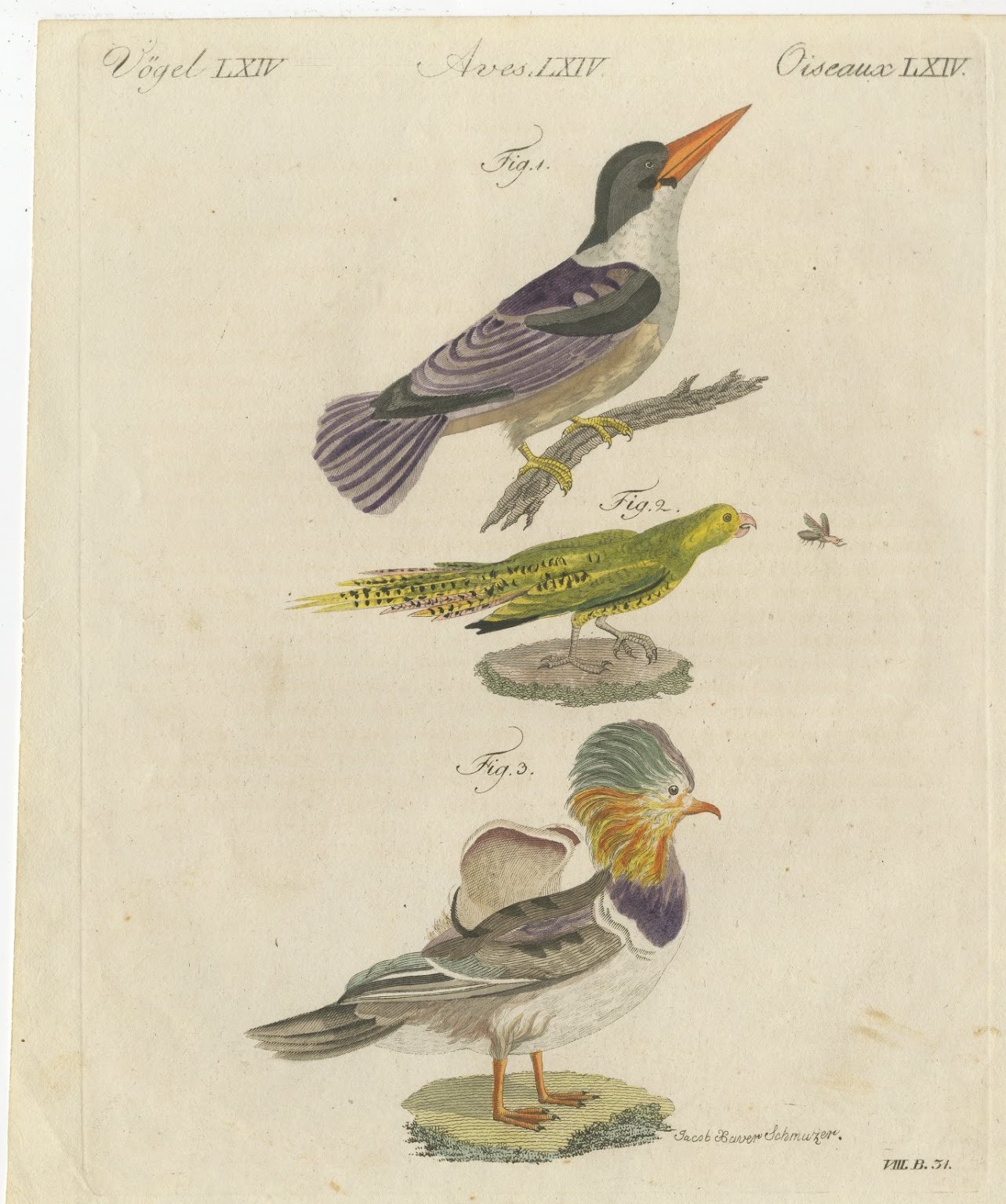 Kingfisher and Mandarin Duck, Antique Bertuch Print, Vienna, circa 1805