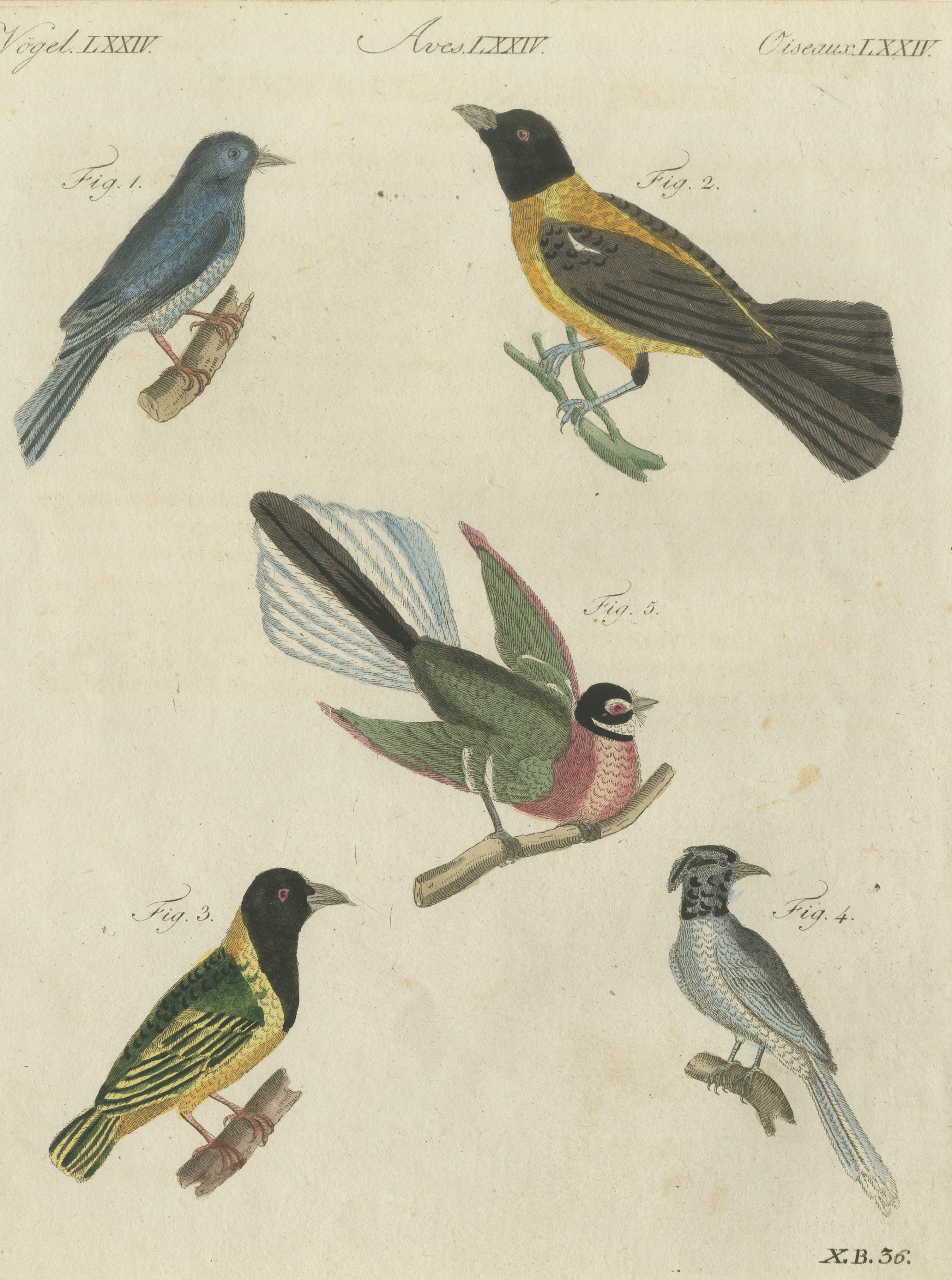 Five Exotic Birds, Antique Bertuch Print, Vienna, circa 1805