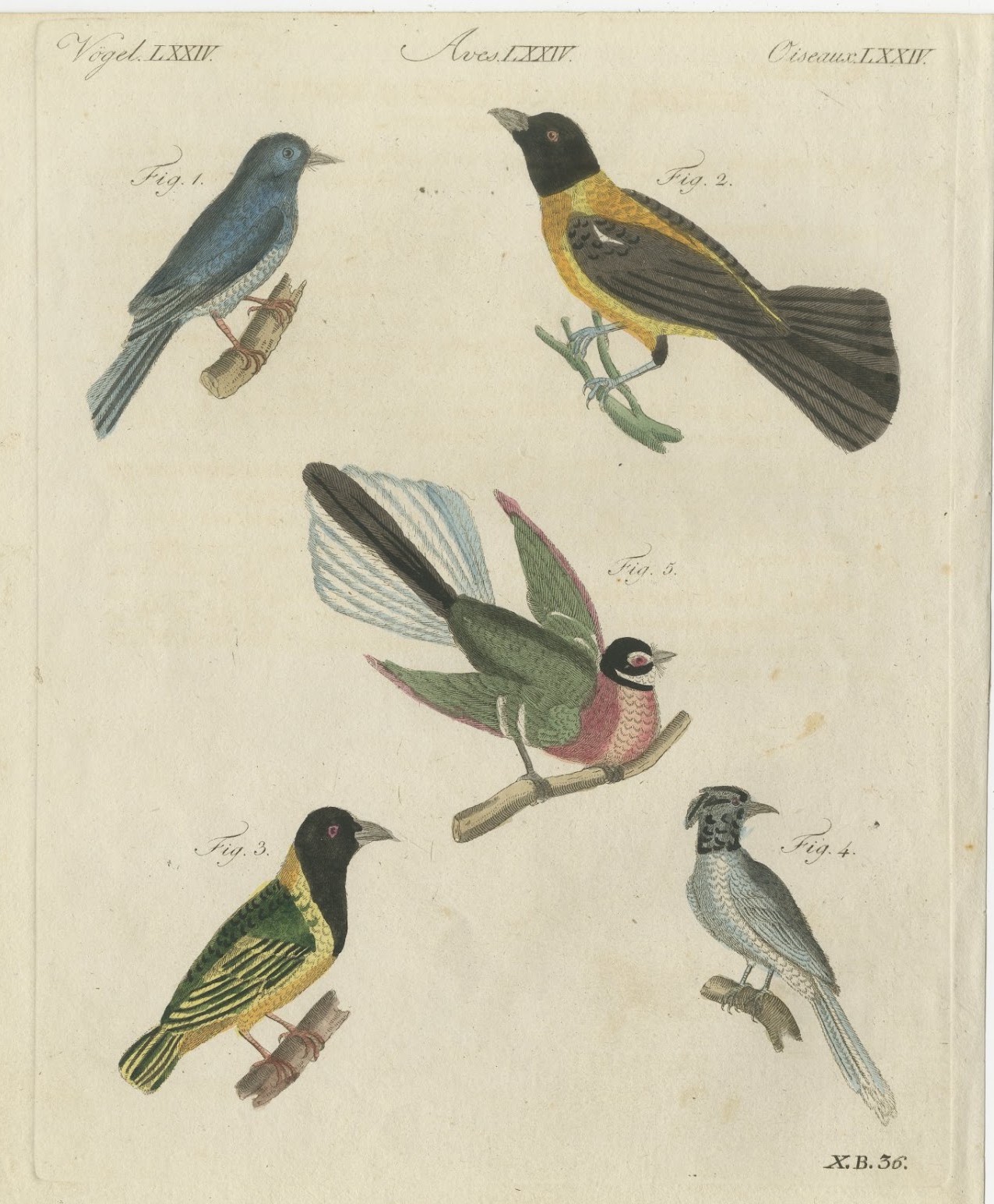Five Exotic Birds, Antique Bertuch Print, Vienna, circa 1805
