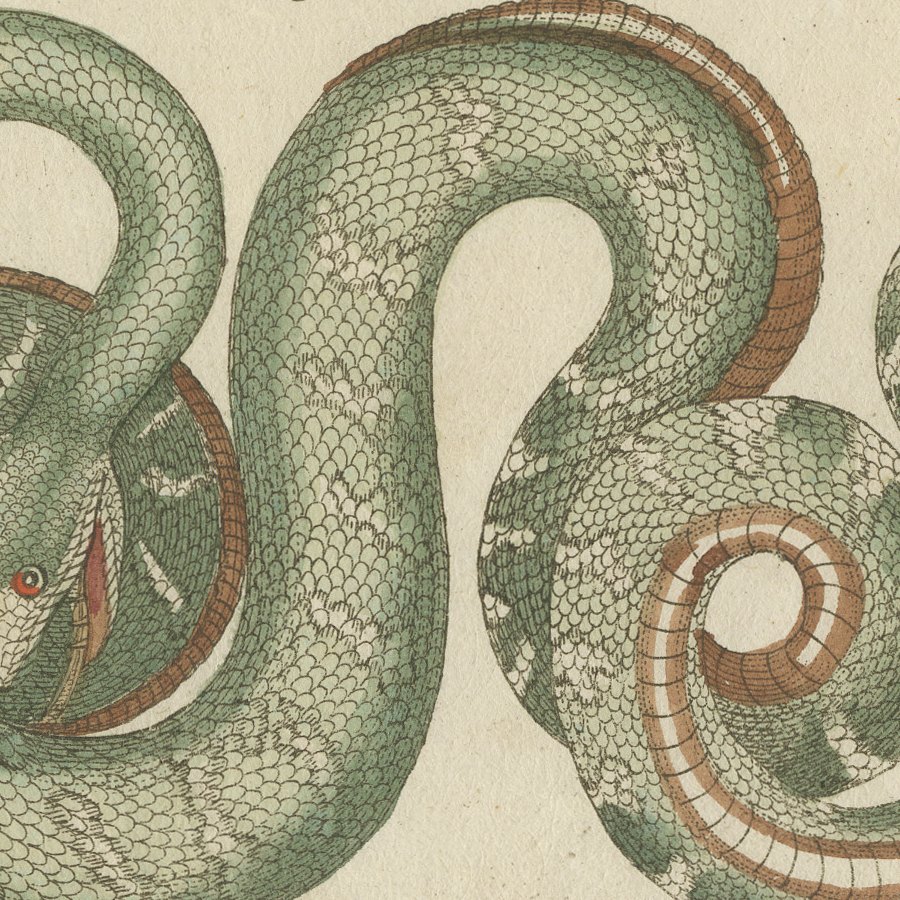 Two Patterned Snakes in Coils, Antique Bertuch Print, Vienna, circa 1805, view 3