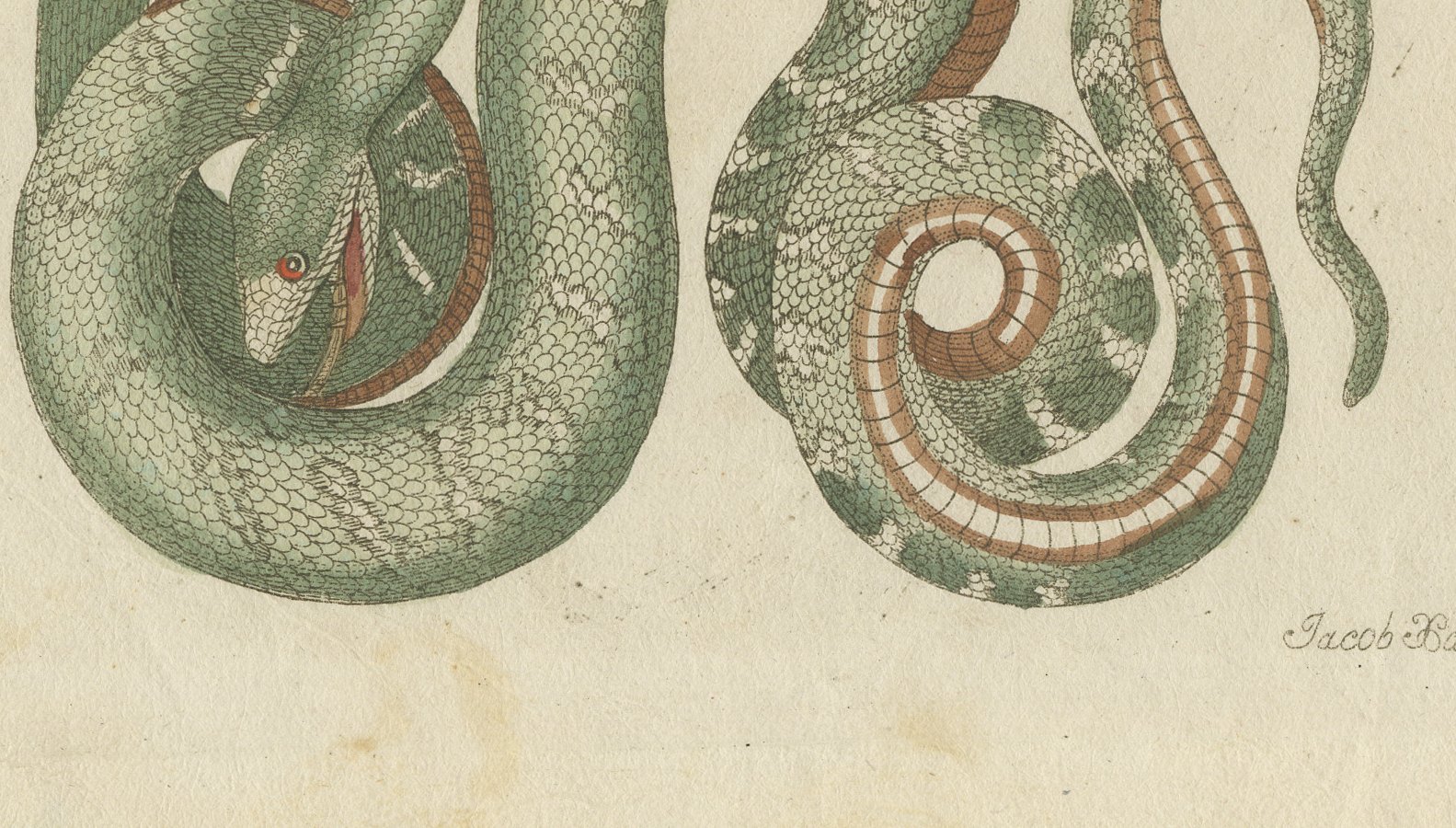 Two Patterned Snakes in Coils, Antique Bertuch Print, Vienna, circa 1805, view 4