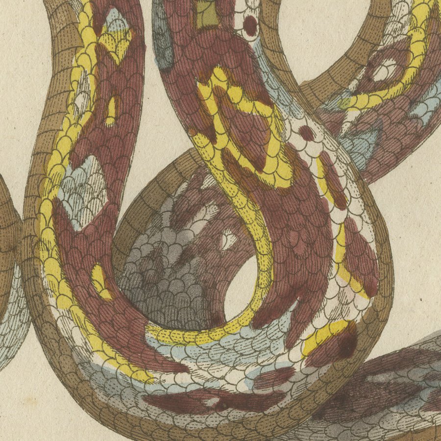 Two Patterned Snakes in Coils, Antique Bertuch Print, Vienna, circa 1805, view 5