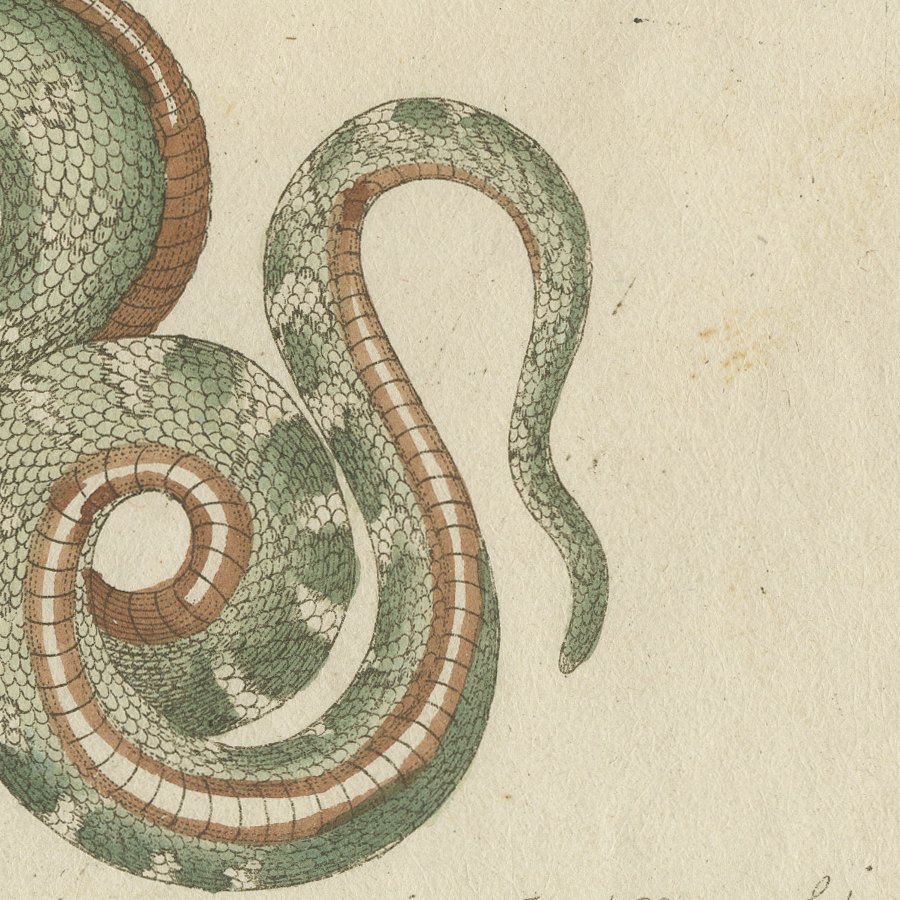 Two Patterned Snakes in Coils, Antique Bertuch Print, Vienna, circa 1805, view 6