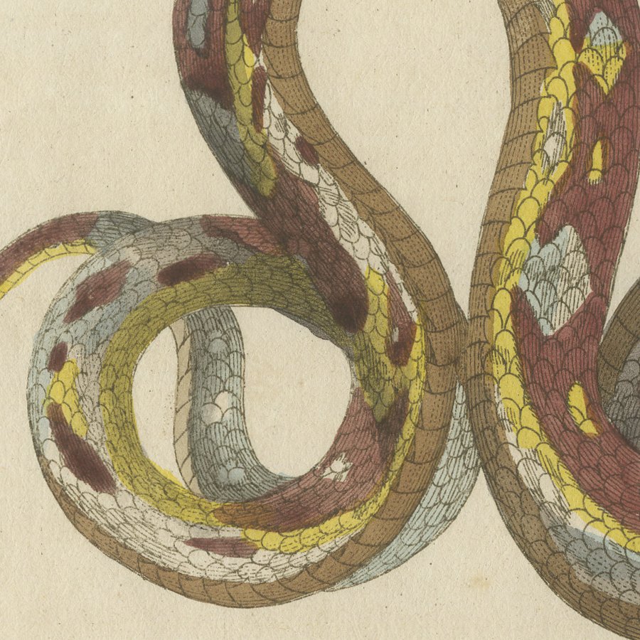 Two Patterned Snakes in Coils, Antique Bertuch Print, Vienna, circa 1805, view 7