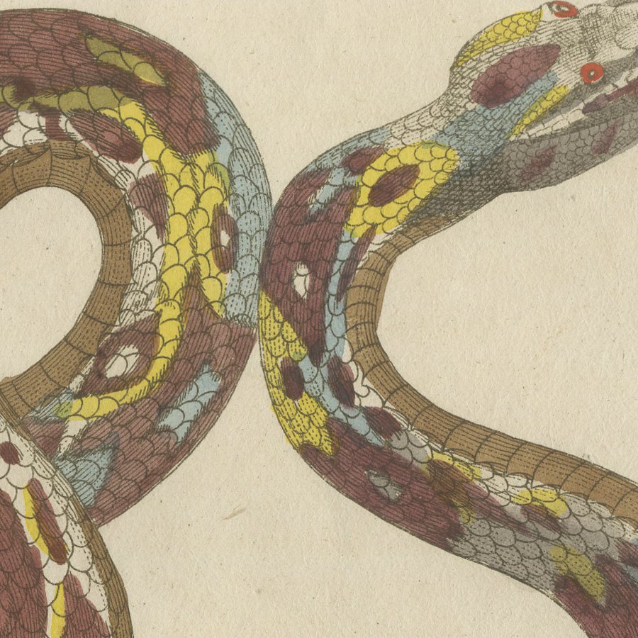 Two Patterned Snakes in Coils, Antique Bertuch Print, Vienna, circa 1805, view 8