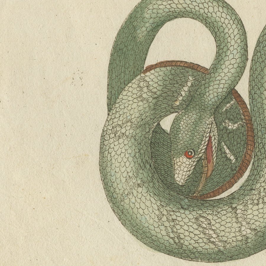 Two Patterned Snakes in Coils, Antique Bertuch Print, Vienna, circa 1805, view 9