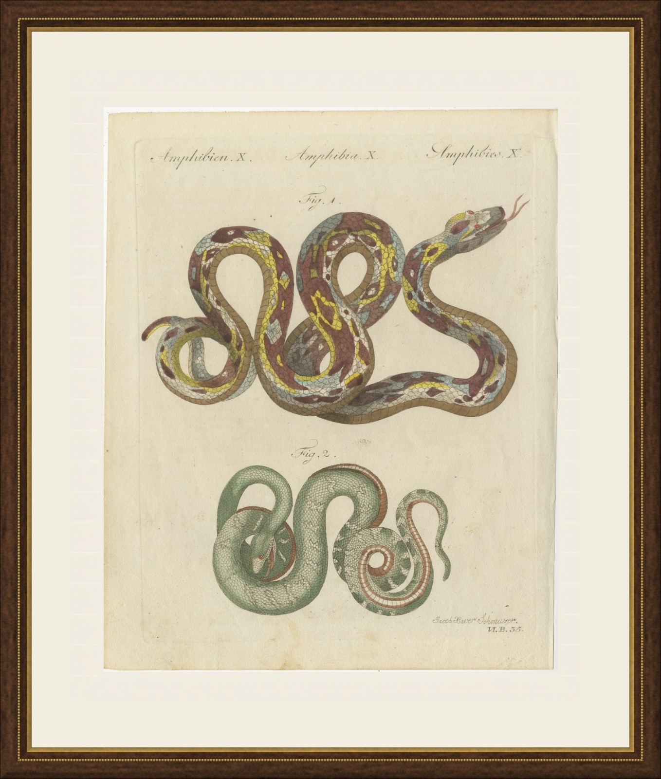 Two Patterned Snakes in Coils, Antique Bertuch Print, Vienna, circa 1805, view 2