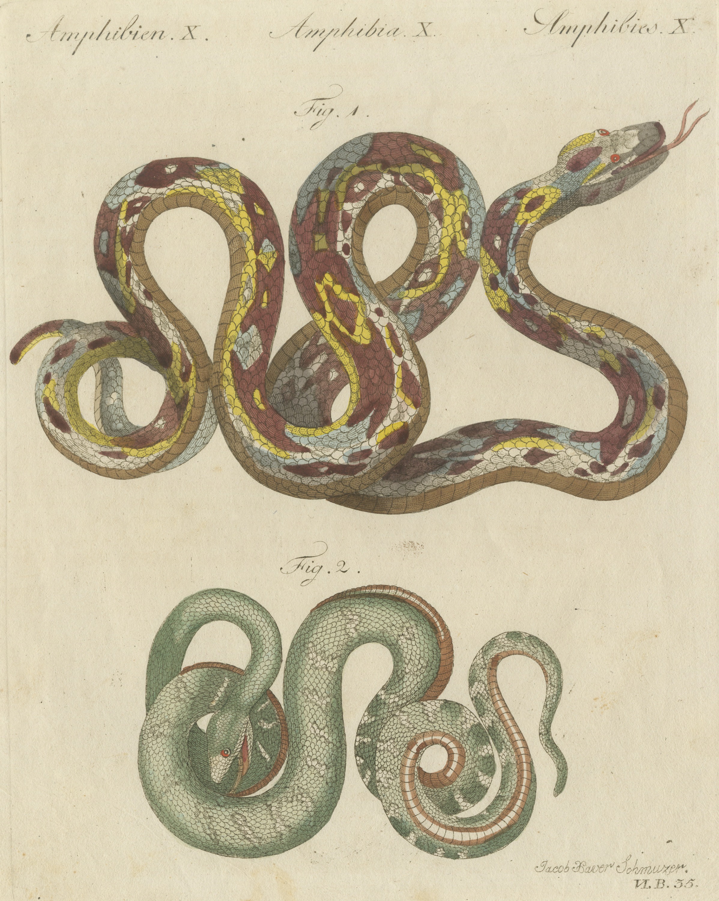Two Patterned Snakes in Coils, Antique Bertuch Print, Vienna, circa 1805