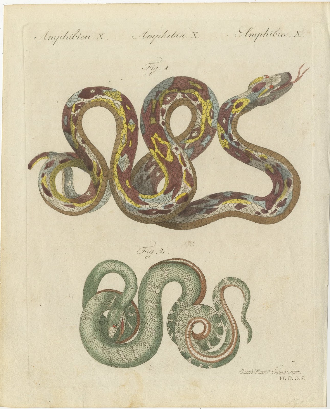 Two Patterned Snakes in Coils, Antique Bertuch Print, Vienna, circa 1805