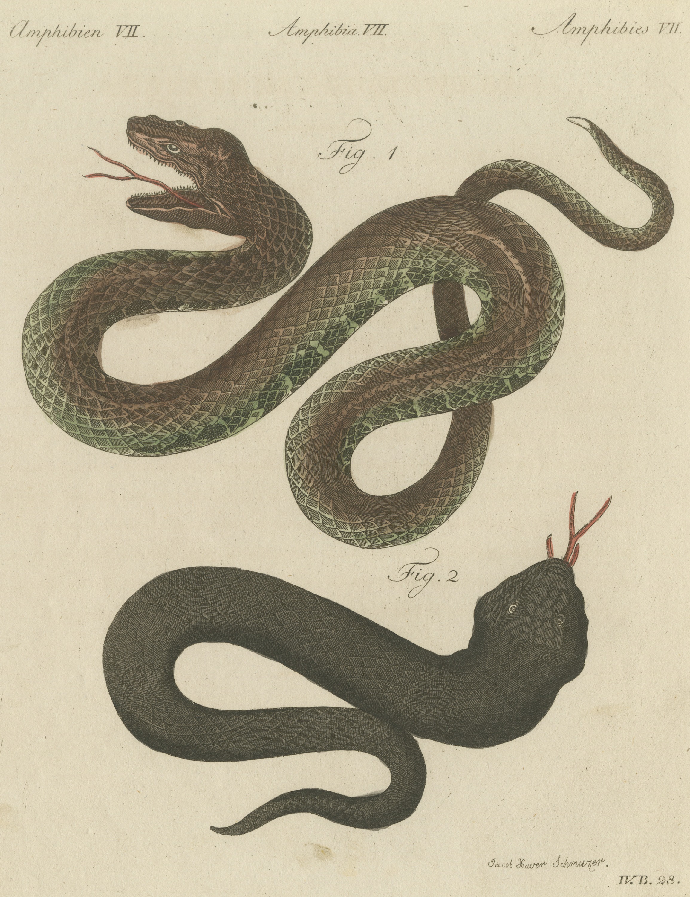 Two Snakes with Open Jaws, Antique Bertuch Print, Vienna, circa 1805