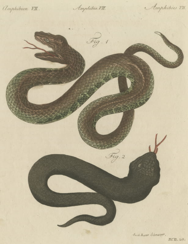 Two Snakes with Open Jaws, Antique Bertuch Print, Vienna, circa 1805