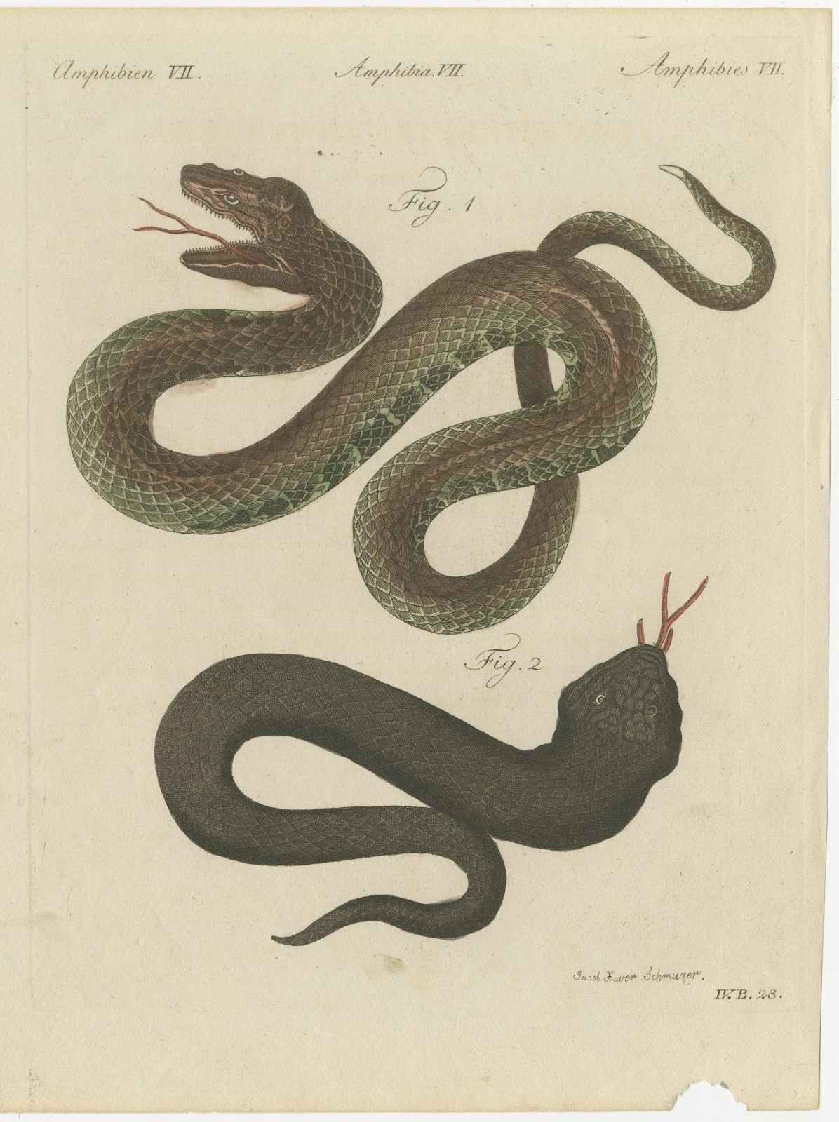 Two Snakes with Open Jaws, Antique Bertuch Print, Vienna, circa 1805