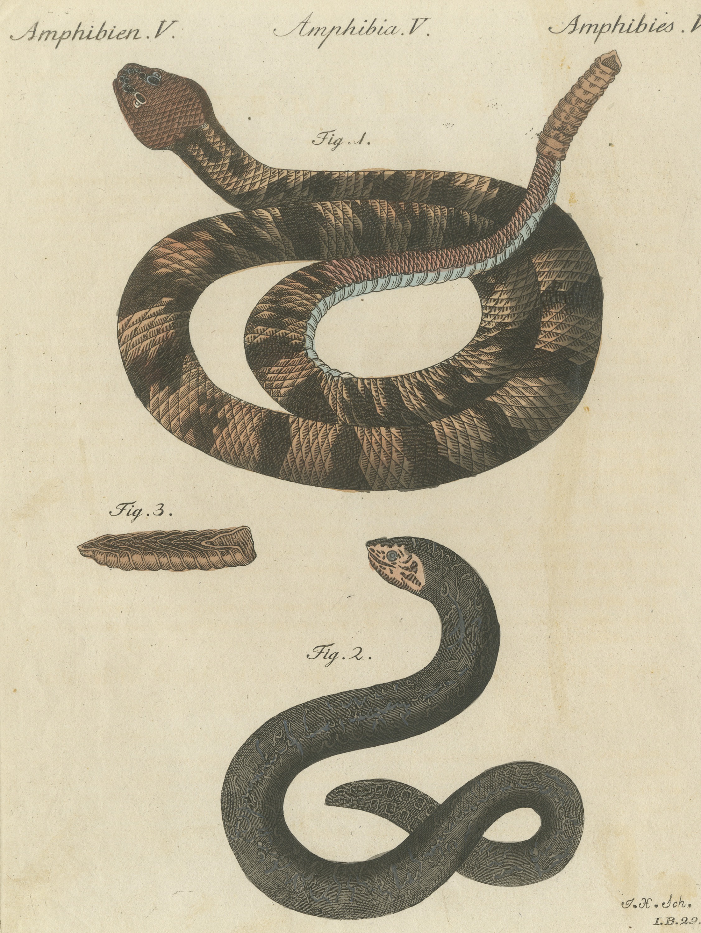 Rattlesnake with Its Rattle, Antique Bertuch Print, Vienna, circa 1805