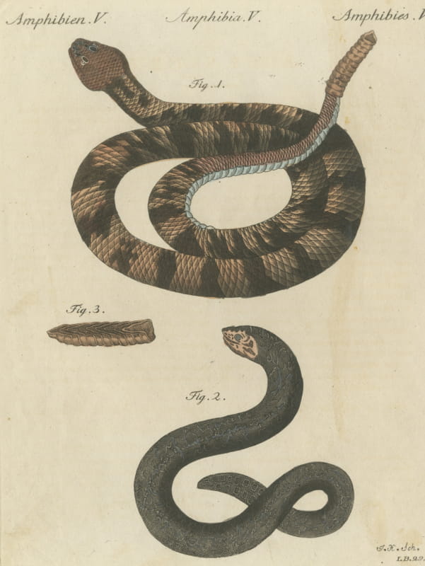Rattlesnake with Its Rattle, Antique Bertuch Print, Vienna, circa 1805
