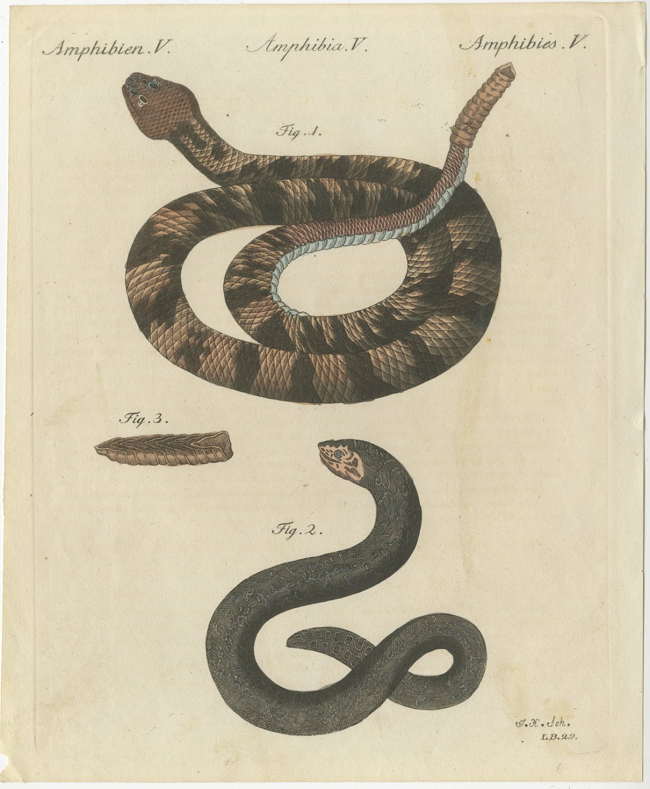 Rattlesnake with Its Rattle, Antique Bertuch Print, Vienna, circa 1805
