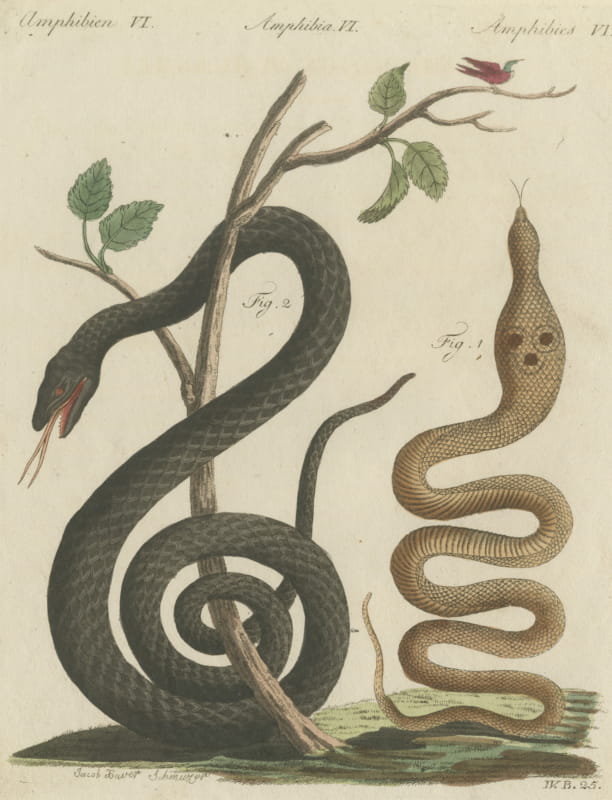 Black Snake with Hummingbird, Antique Bertuch Print, Vienna, circa 1805