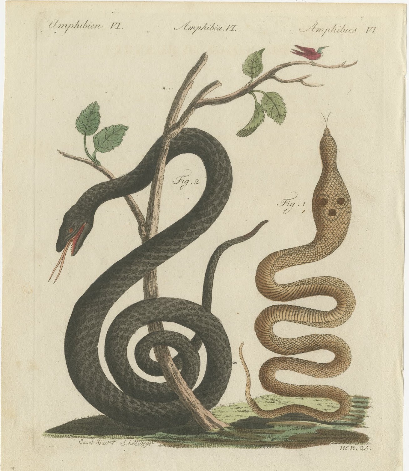 Black Snake with Hummingbird, Antique Bertuch Print, Vienna, circa 1805