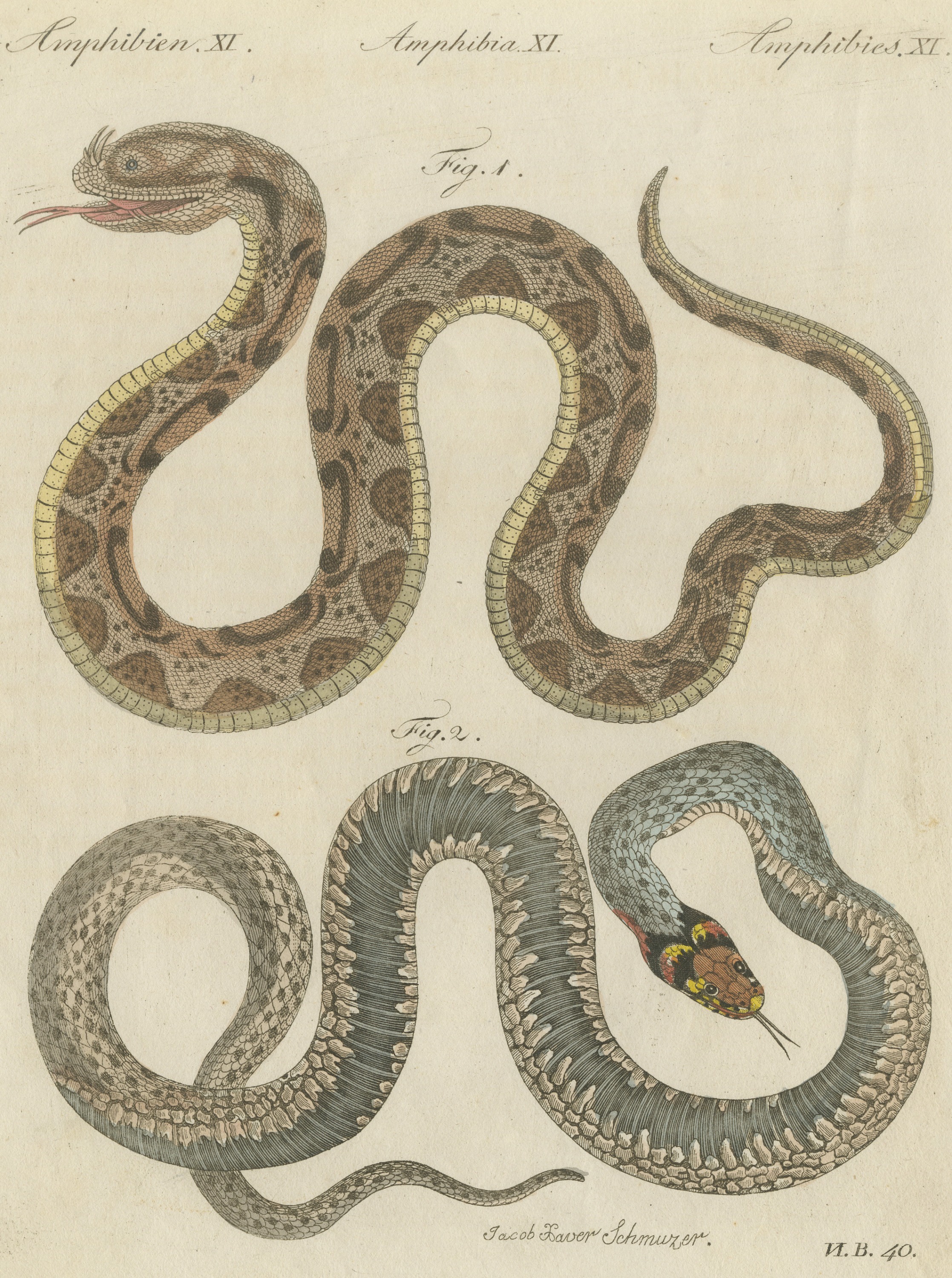 Two Snakes with Bold Head Markings, Antique Bertuch Print, Vienna, circa 1805