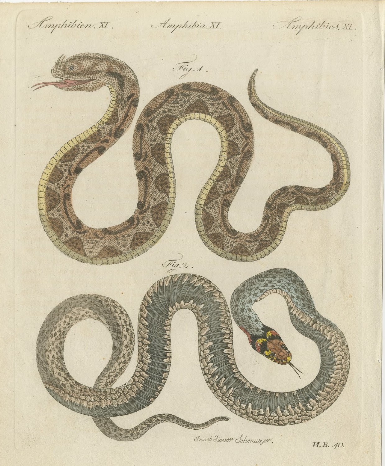 Two Snakes with Bold Head Markings, Antique Bertuch Print, Vienna, circa 1805
