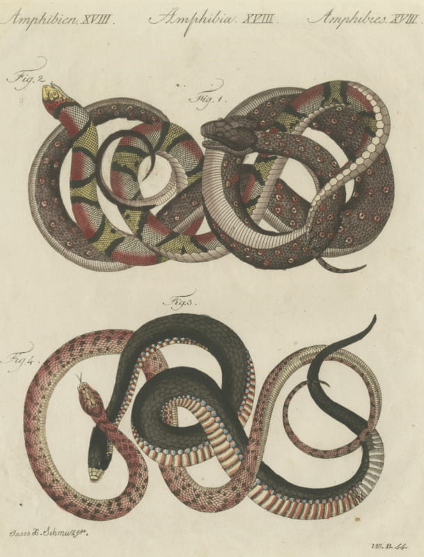 Four Intertwined Snakes, Antique Bertuch Print, Vienna, circa 1805