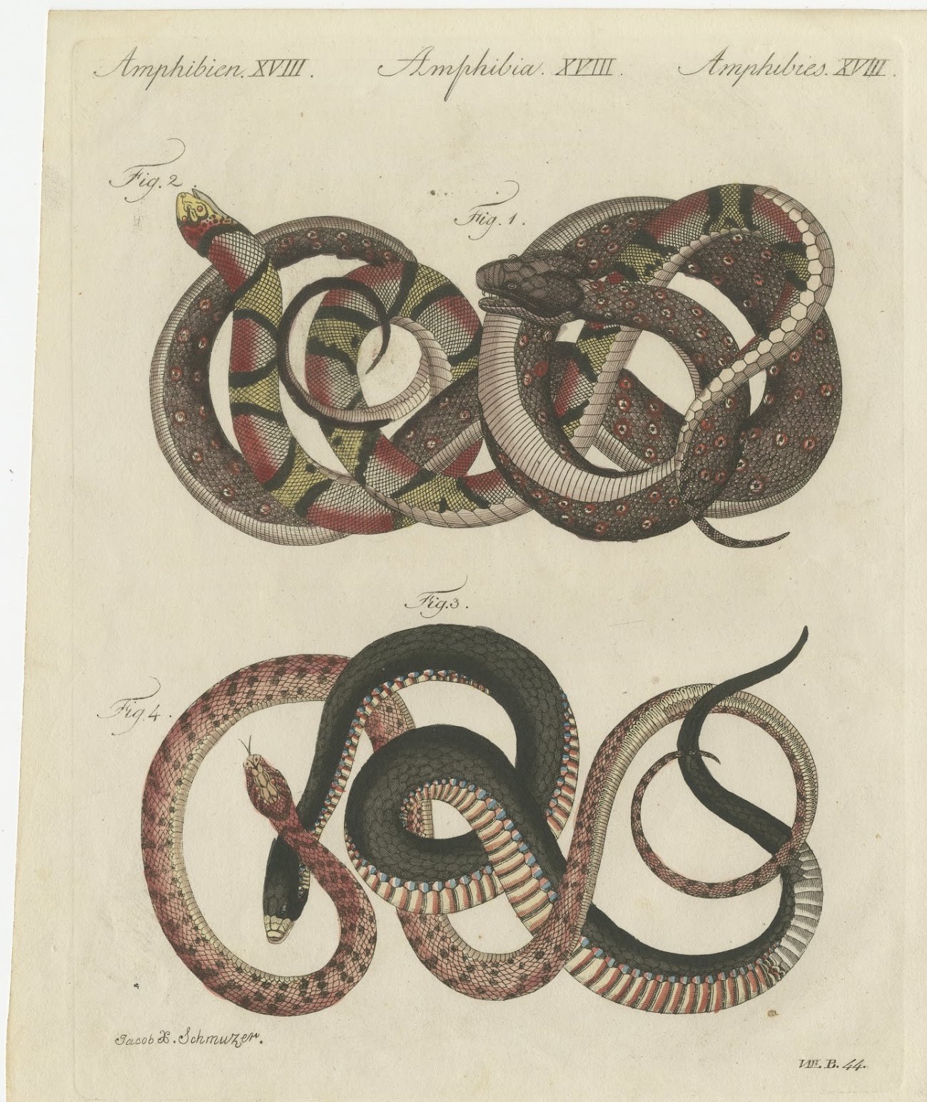 Four Intertwined Snakes, Antique Bertuch Print, Vienna, circa 1805