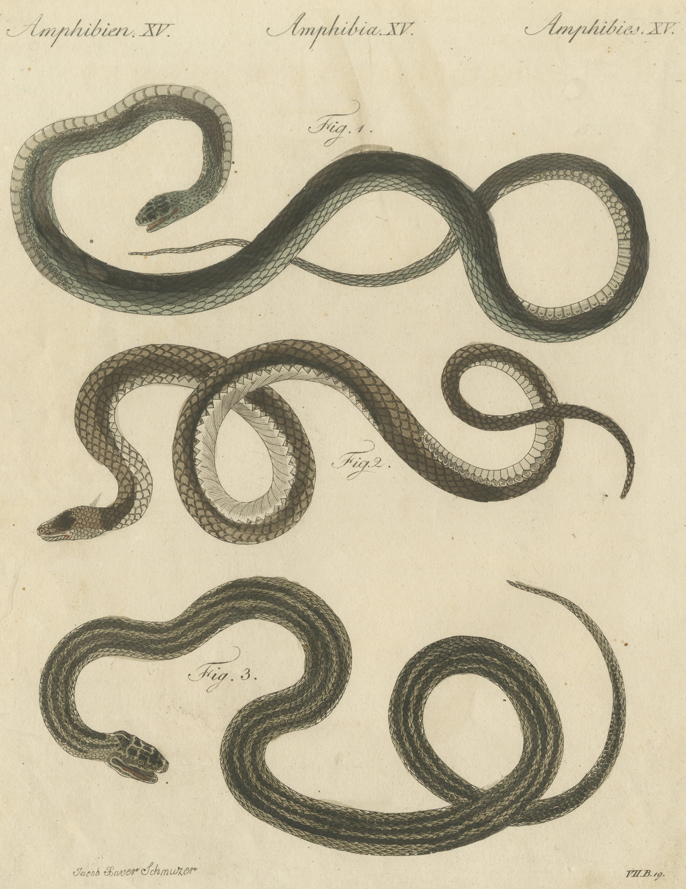Three Slender Snakes, Antique Bertuch Print, Vienna, circa 1805