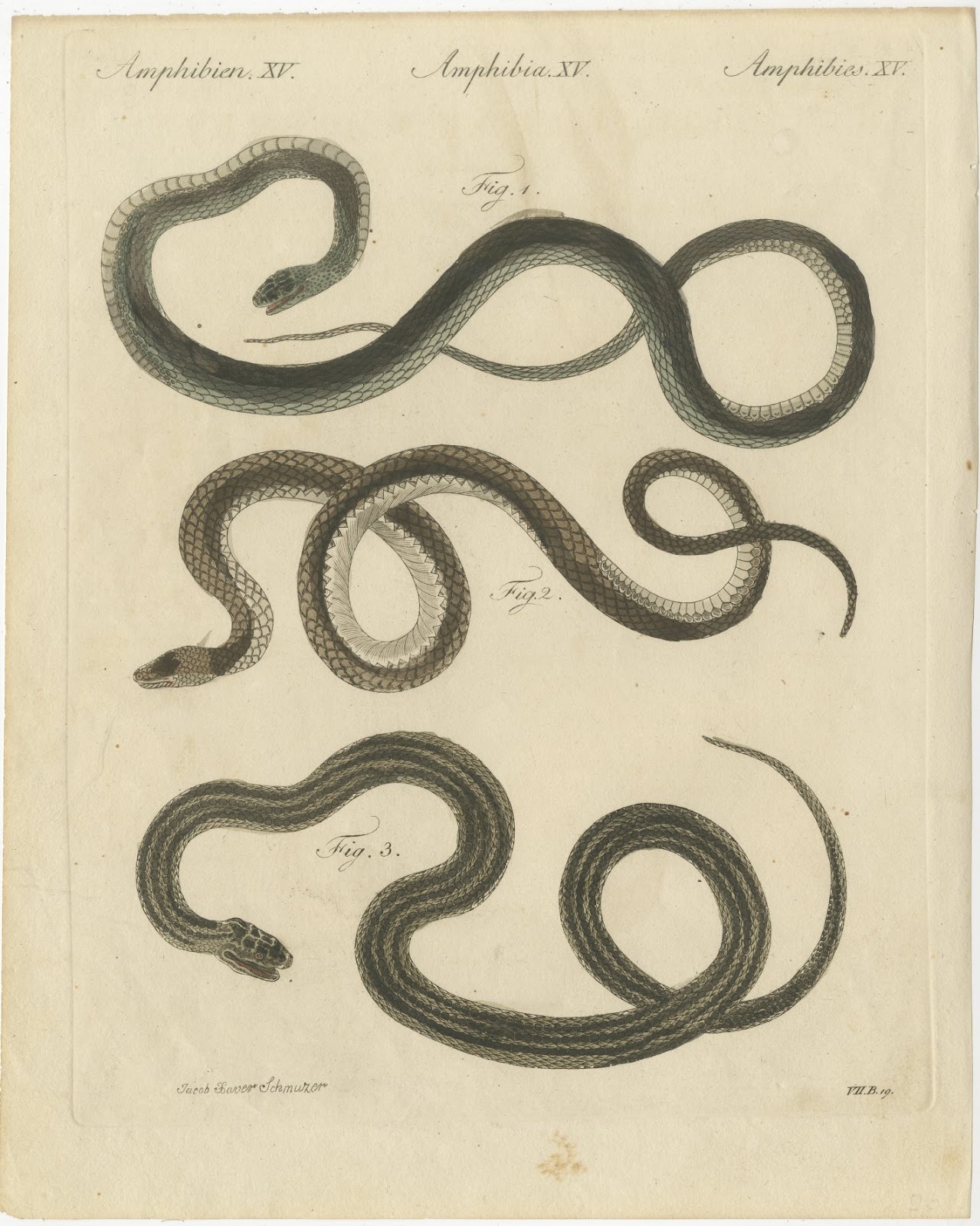 Three Slender Snakes, Antique Bertuch Print, Vienna, circa 1805