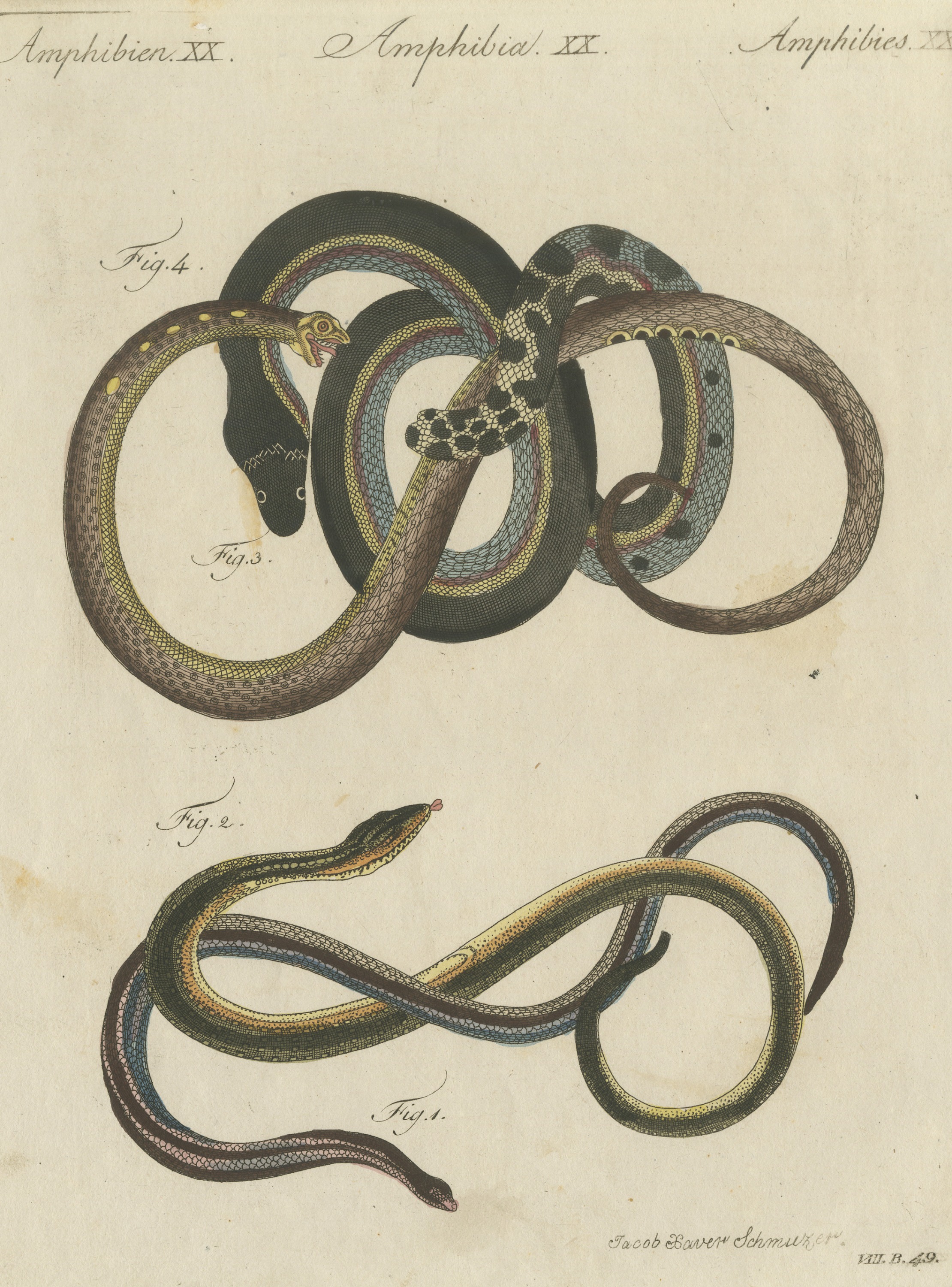 Four Snakes in Colorful Coils, Antique Bertuch Print, Vienna, circa 1805