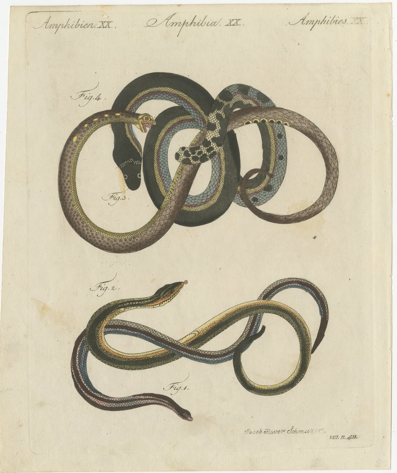 Four Snakes in Colourful Coils, Antique Bertuch Print, Vienna, circa 1805