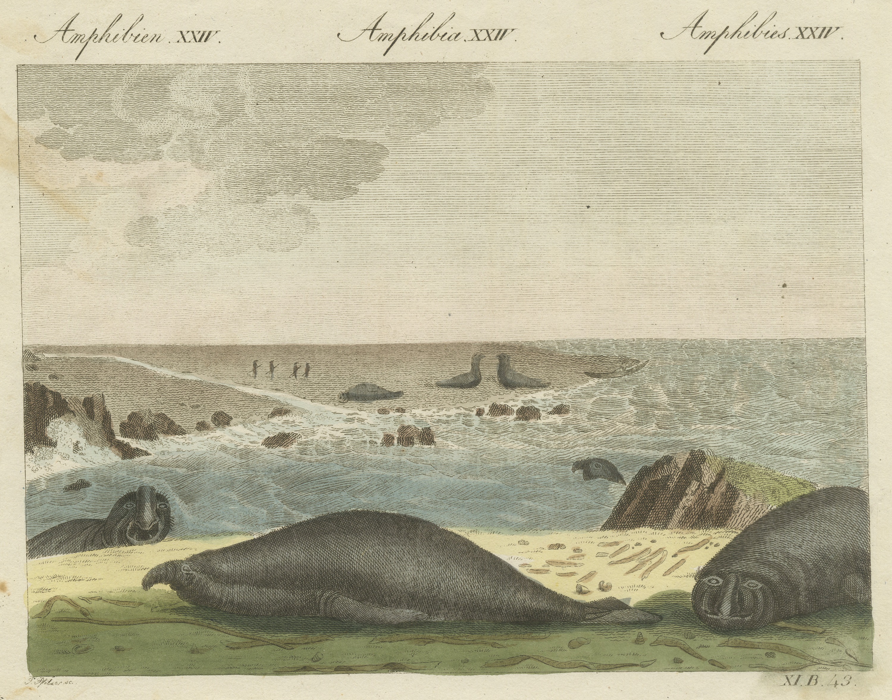 Elephant Seals on a Rocky Shore, Antique Bertuch Print, Vienna, circa 1809