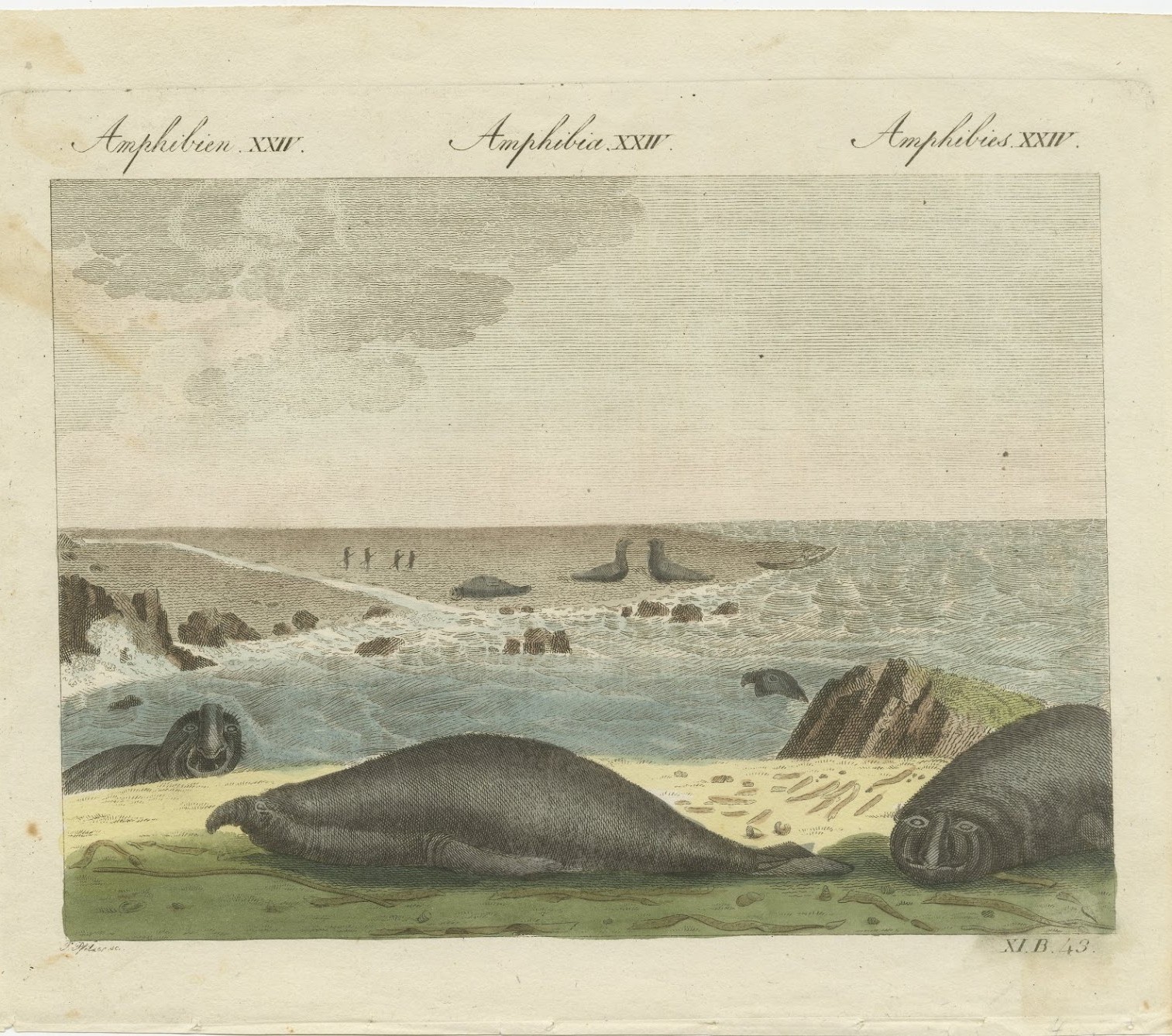 Elephant Seals on a Rocky Shore, Antique Bertuch Print, Vienna, circa 1809