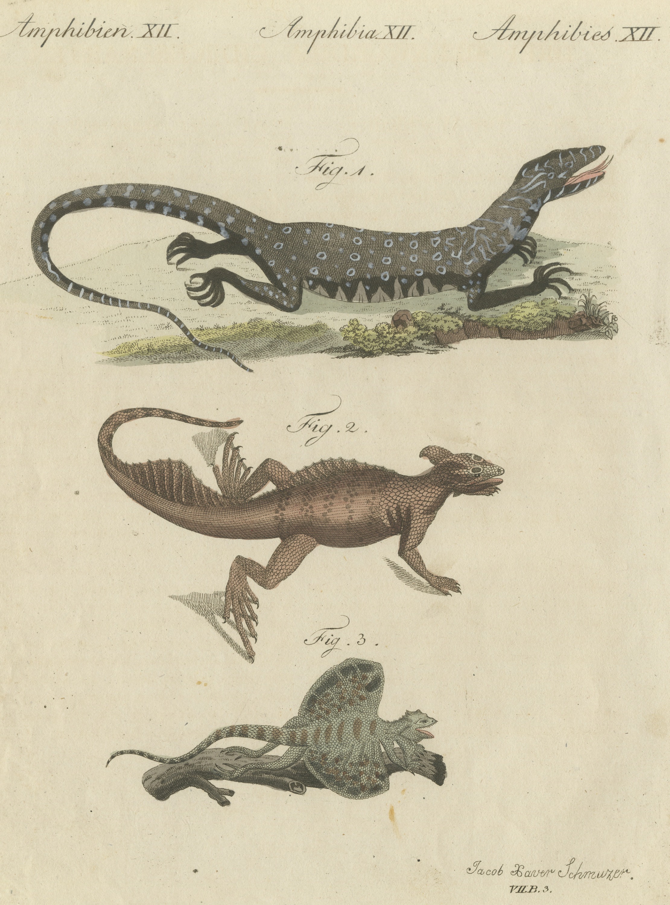 Monitor, Basilisk and Flying Dragon, Antique Bertuch Print, Vienna, circa 1805