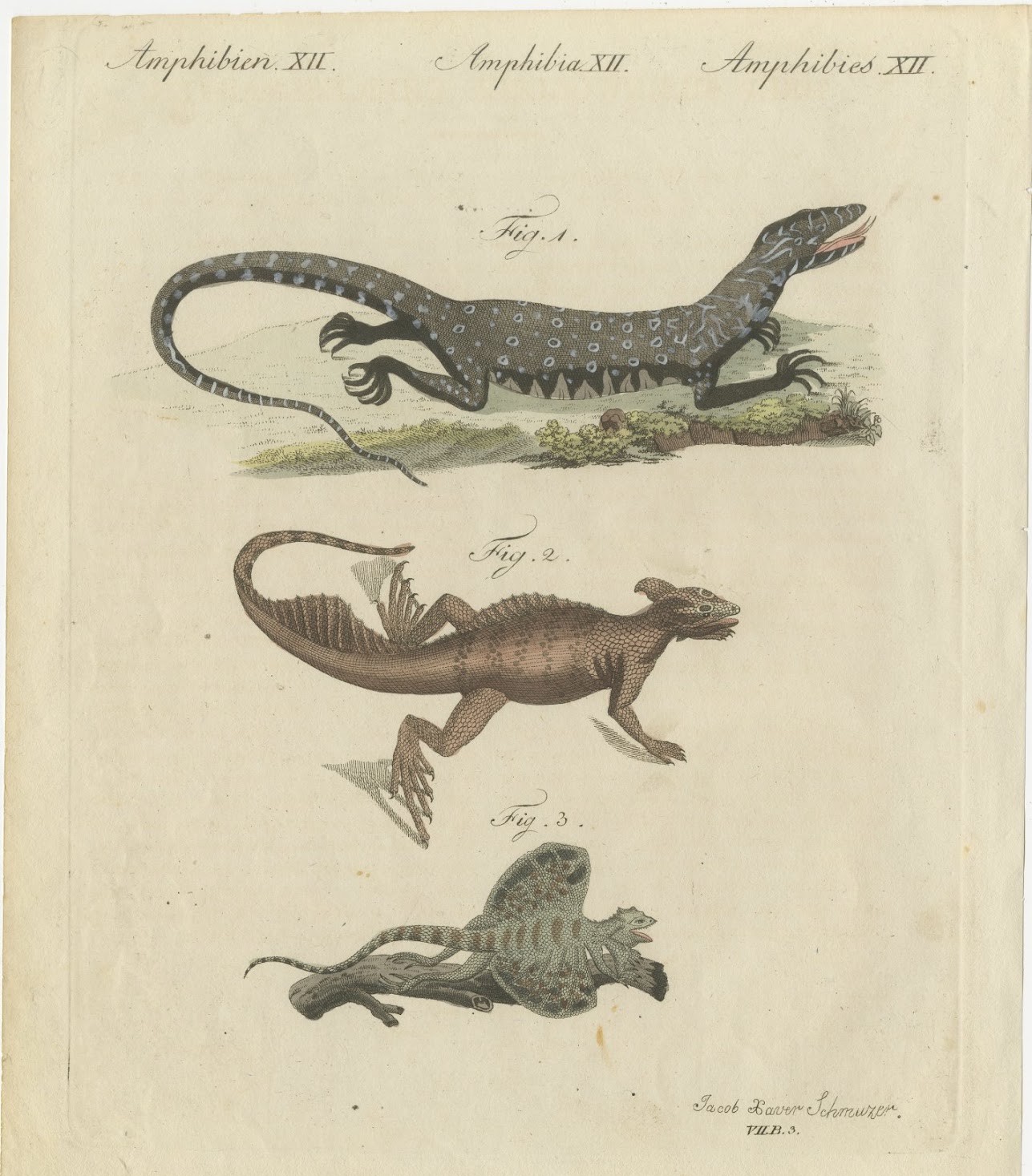 Monitor, Basilisk and Flying Dragon, Antique Bertuch Print, Vienna, circa 1805