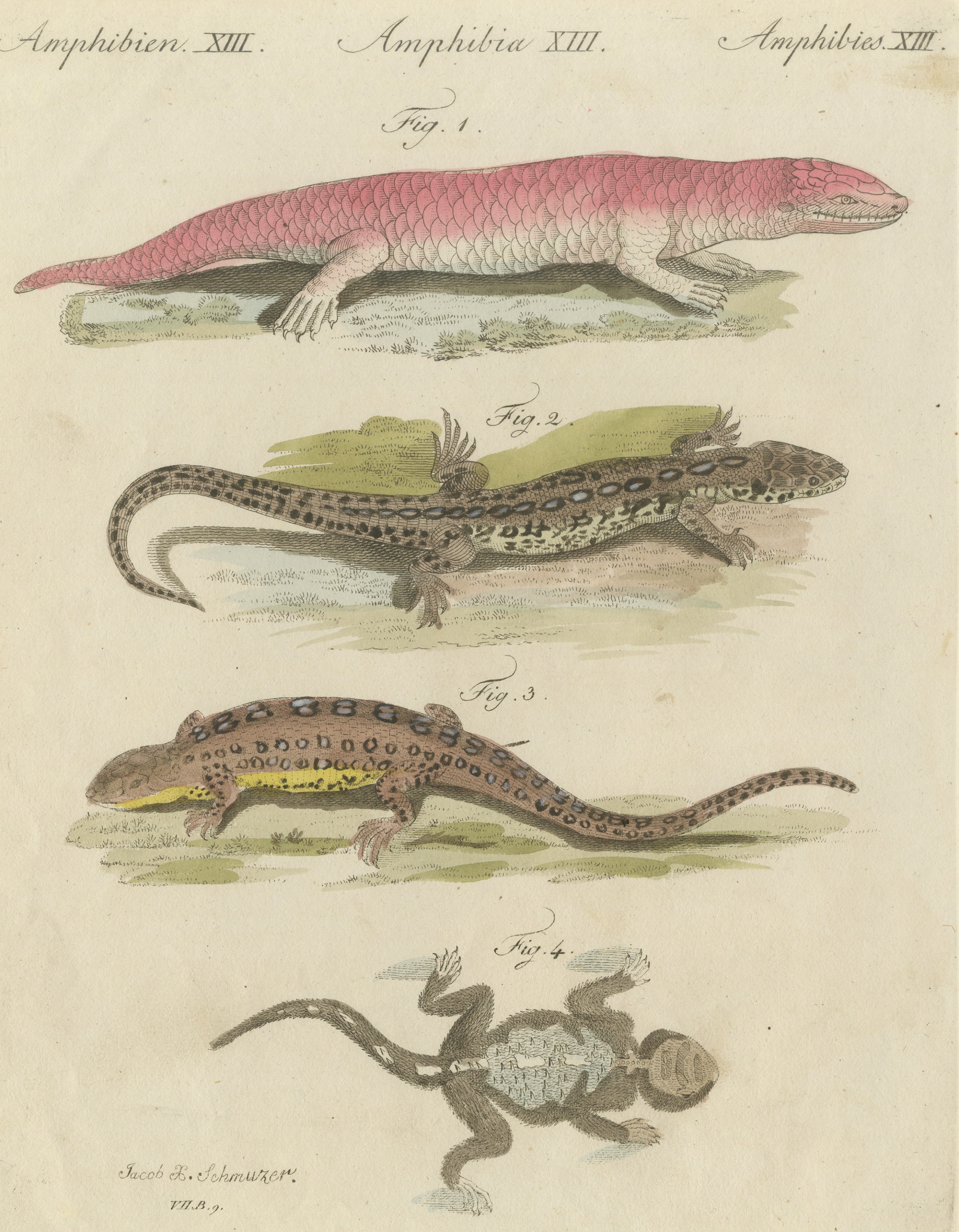 Skink and Grey Lizards, Antique Bertuch Print, Vienna, circa 1805