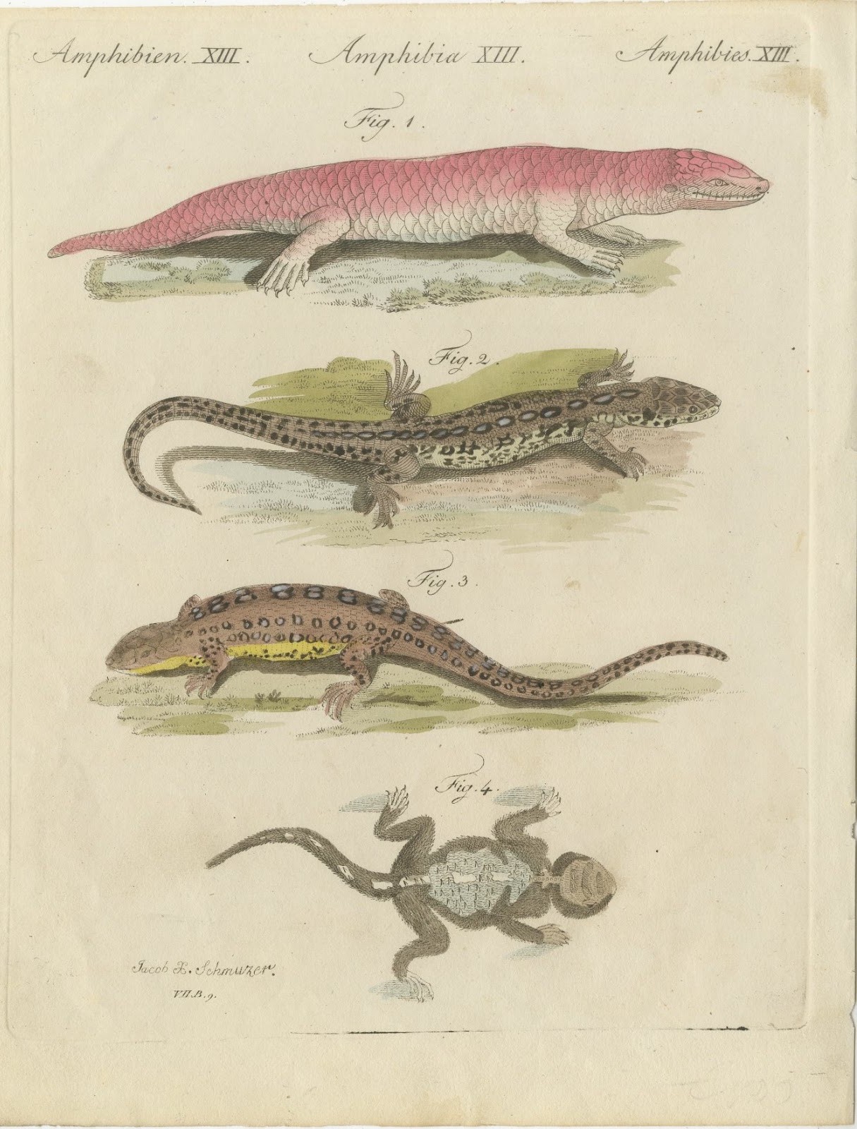Skink and Grey Lizards, Antique Bertuch Print, Vienna, circa 1805